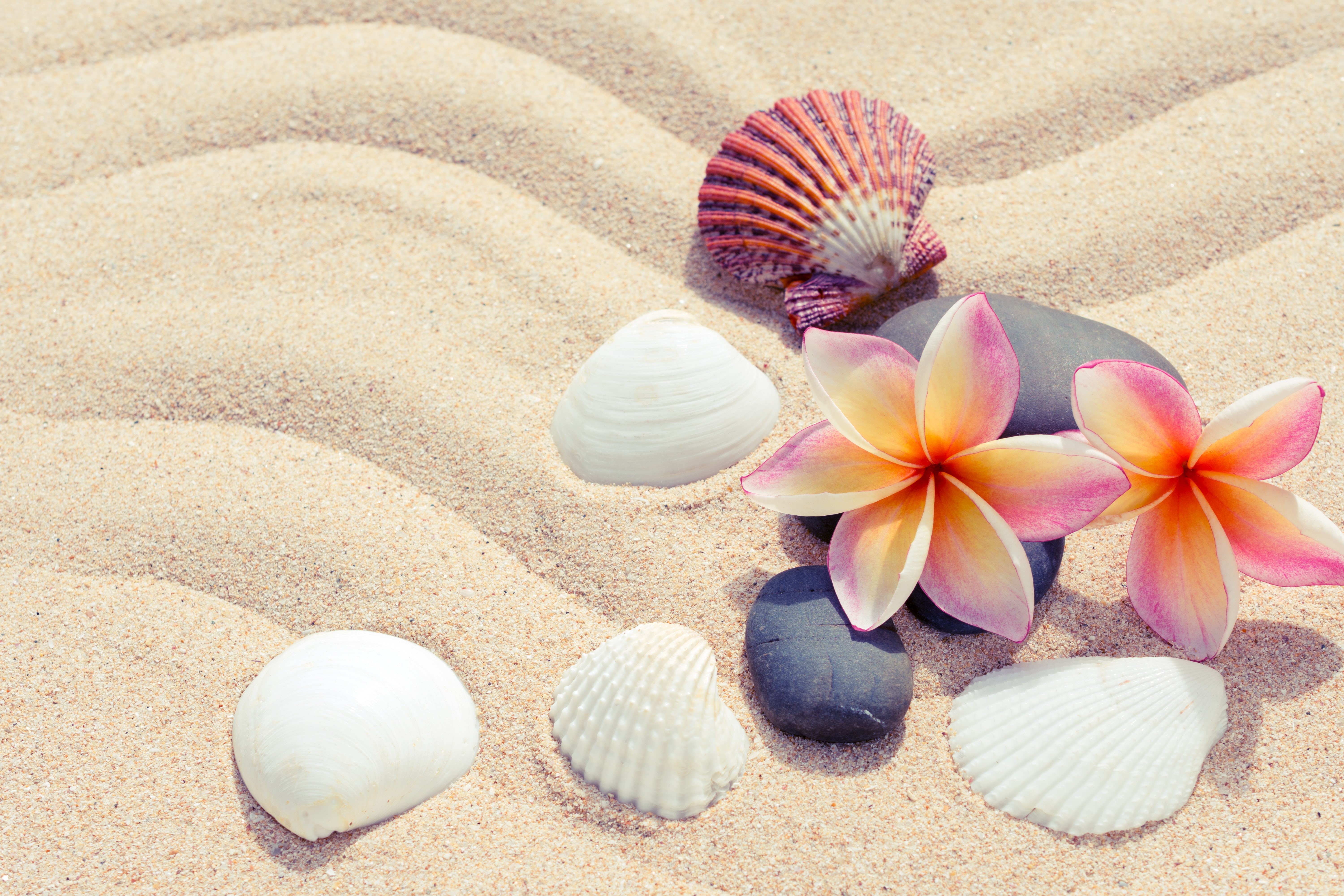 animal shell, animal wildlife, pebbles, pebble, vulnerability, seashell, sunlight, 5K, flowers, shells, summer, no people, beach, nature, sand, plumeria, HD Wallpaper