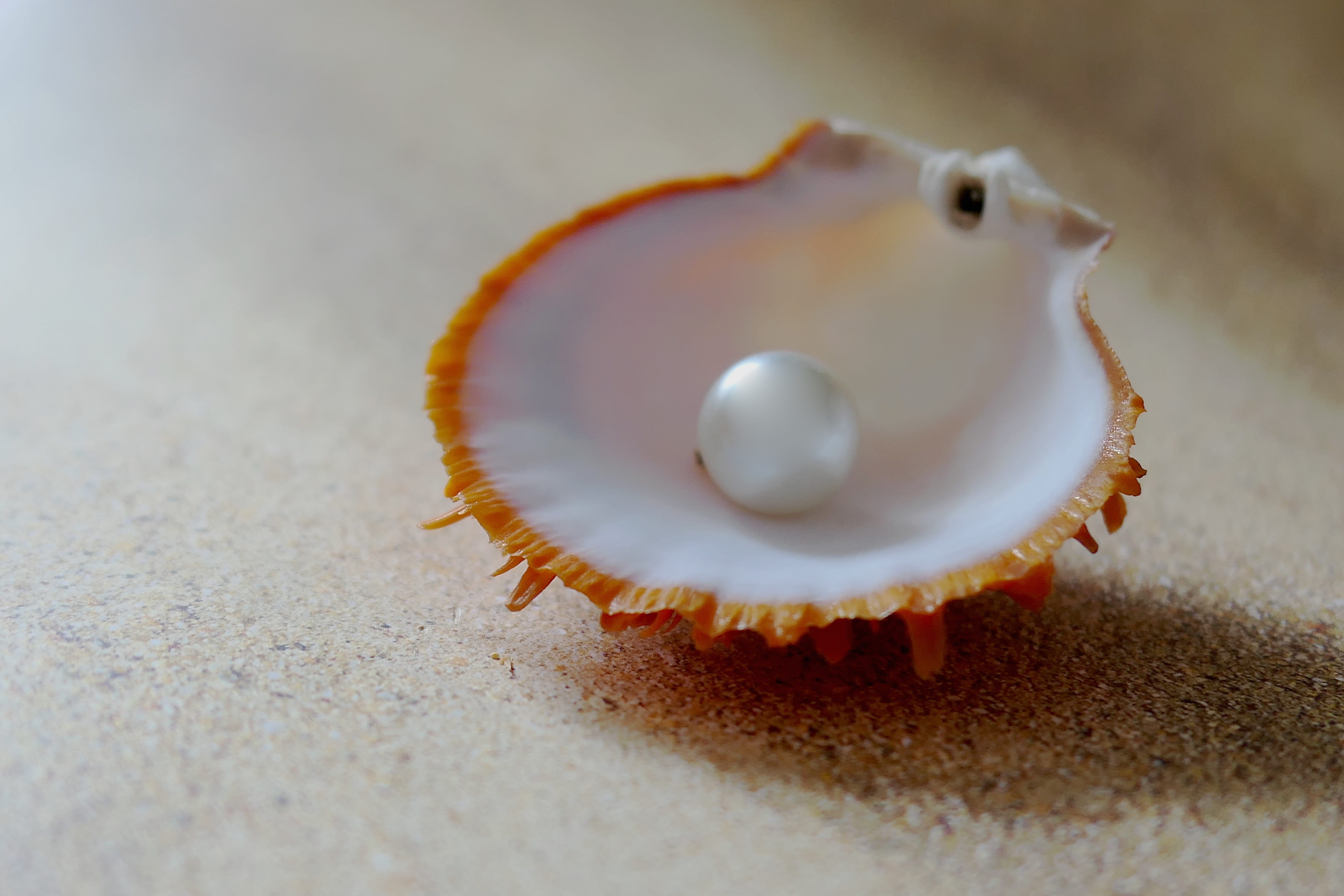 marine, animal themes, animals in the wild, food and drink, close-up, mother of pearl, close up, sand, the beach pearl, land, nature, shell, day, indoors, HD Wallpaper