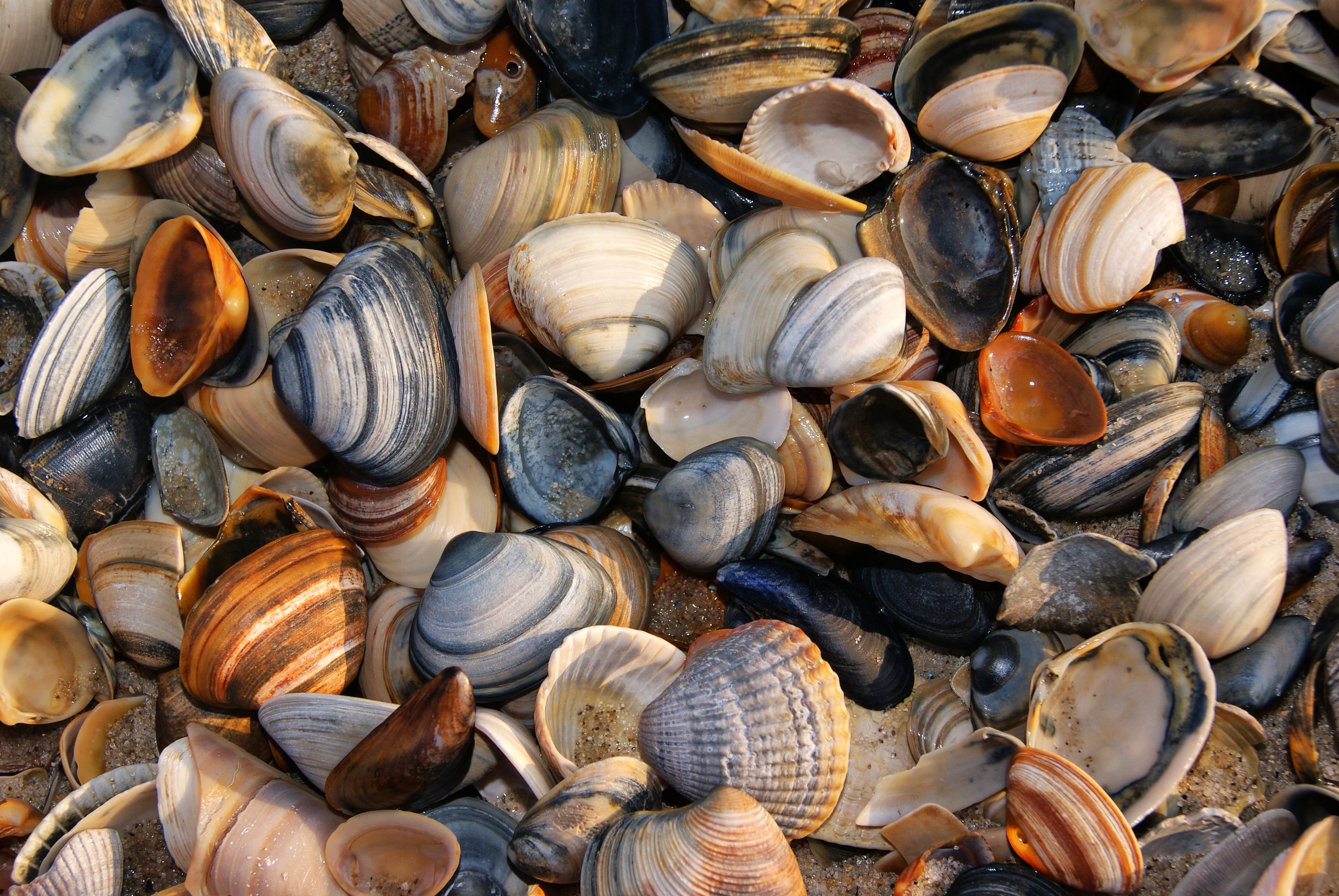 no people, sand, mussel, nature, marine, colors, close-up, large group of objects, shell, large group of animals, abundance, day, 4K, group of animals, HD Wallpaper
