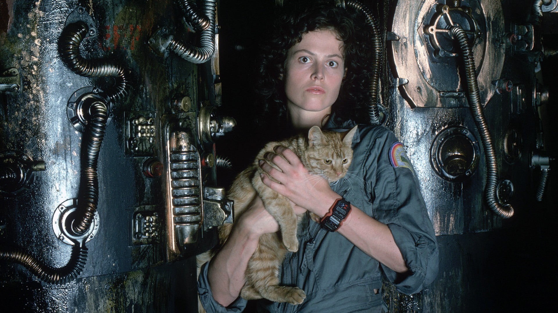 lifestyles, cat, mid adult, one person, 1080P, indoors, leisure activity, holding, young adult, Jones the Cat (Alien), clothing, Sigourney Weaver, movies, HD Wallpaper