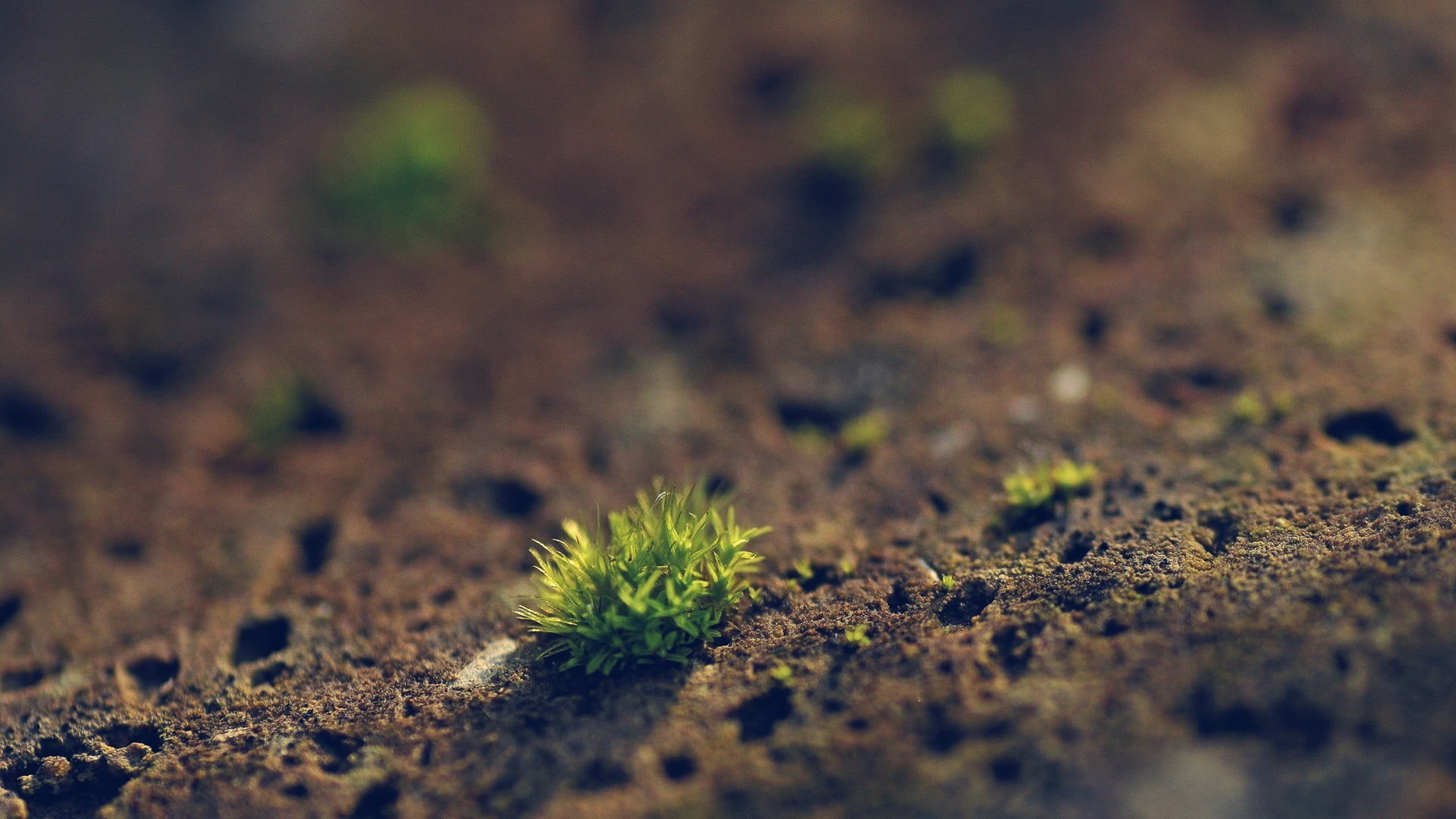 close, new Life, vulnerability, moss, leaf, sand, summer, beauty in nature, macro, growth, land, dirt, fragility, desert, small, springtime, grass, plant, HD Wallpaper
