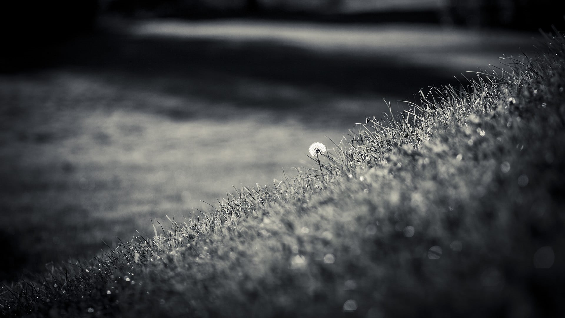 land, beauty in nature, 1080P, dandelion, vignette, grass, agriculture, day, outdoors, fragility, food, monochrome, grayscale, pattern, textured, photography, HD Wallpaper
