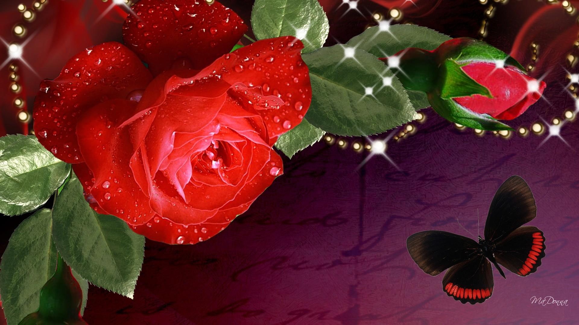 summer, butterfly, 1080P, red, purple, shine, stars, beads, fleur, natur, flower, lovely, rose, papillon, red rose, bright, HD Wallpaper