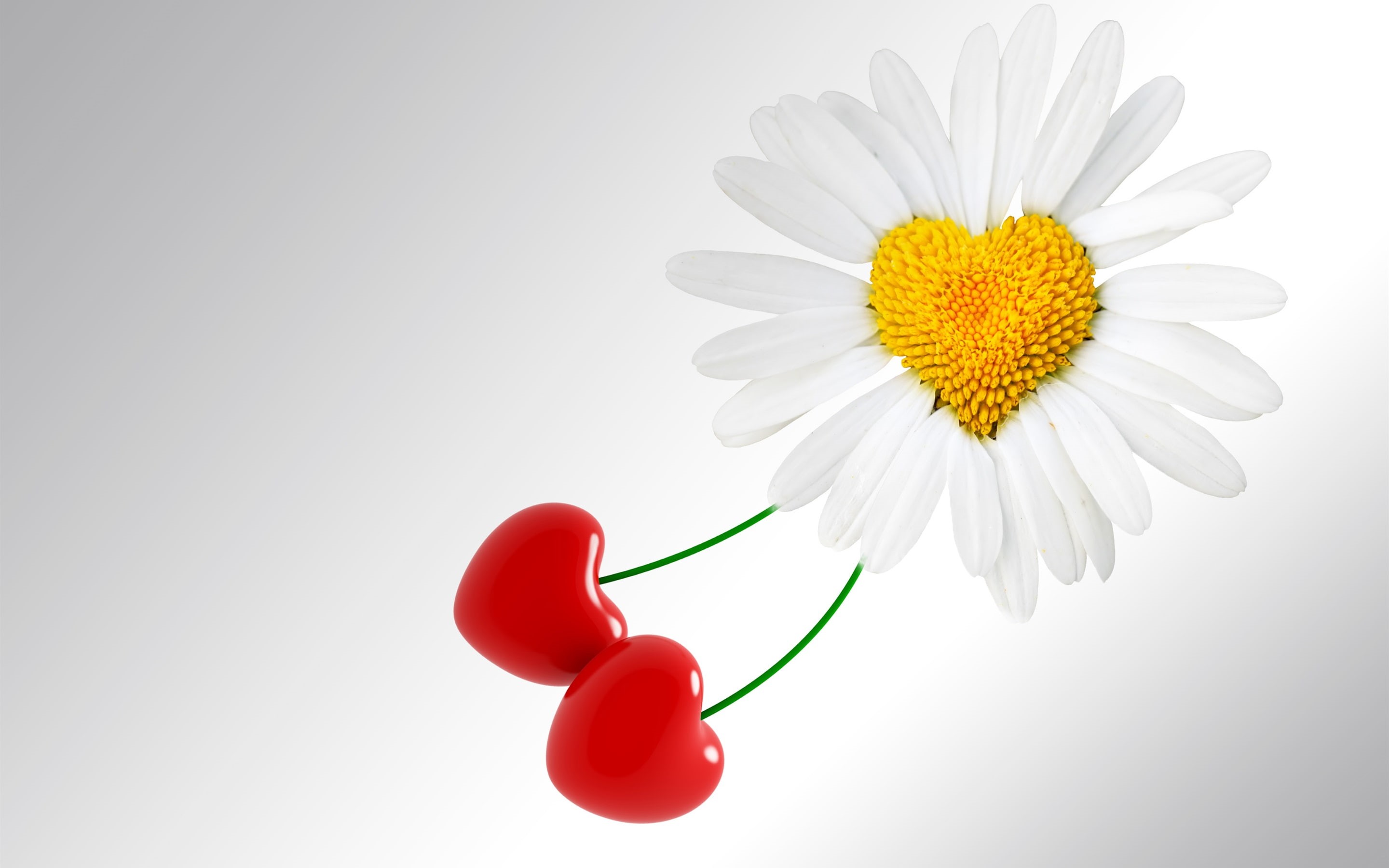 White, 2K, Love, Hearts, Cherries, Daisy, Flower, HD Wallpaper