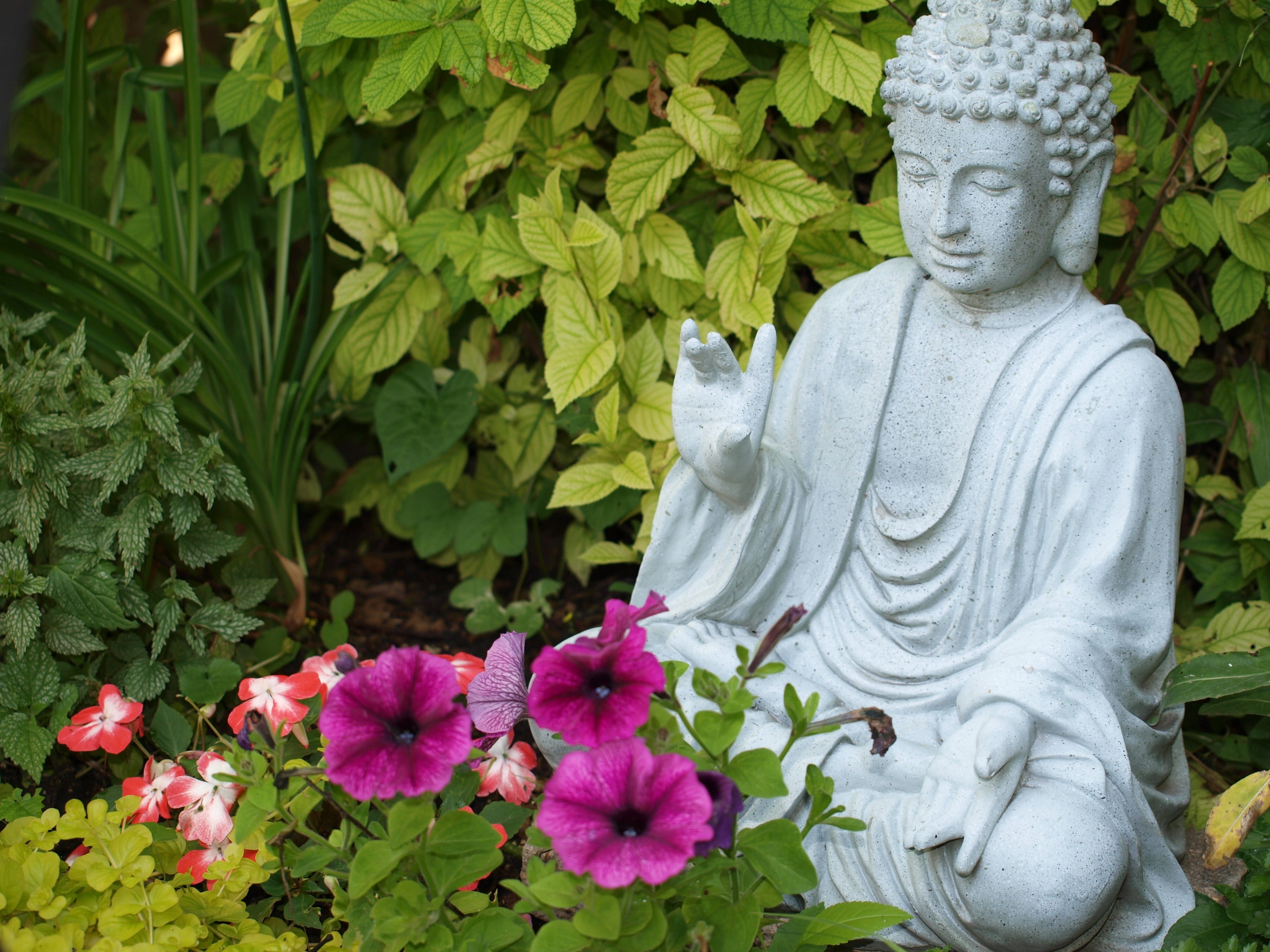 growth, flower, outdoors, art and craft, flowering plant, statue, buddha, peace, religion, male likeness, flower head, nature, meditation, day, creativity, HD Wallpaper