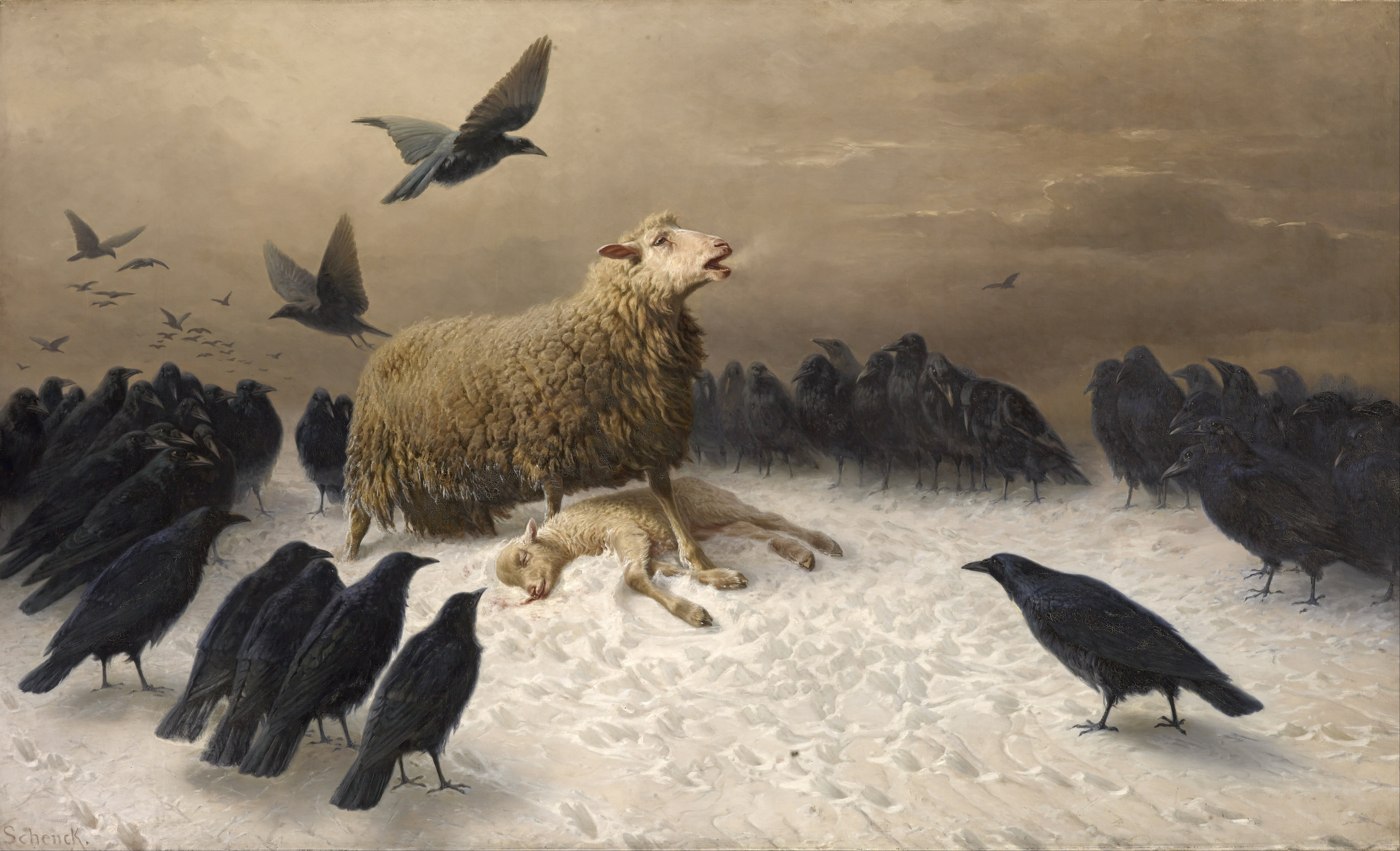 ravens, sheep, animals in the wild, no people, cold temperature, vertebrate, full length, bird, lamb, nature, day, Albrecht Schenck, outdoors, large group of animals, HD Wallpaper