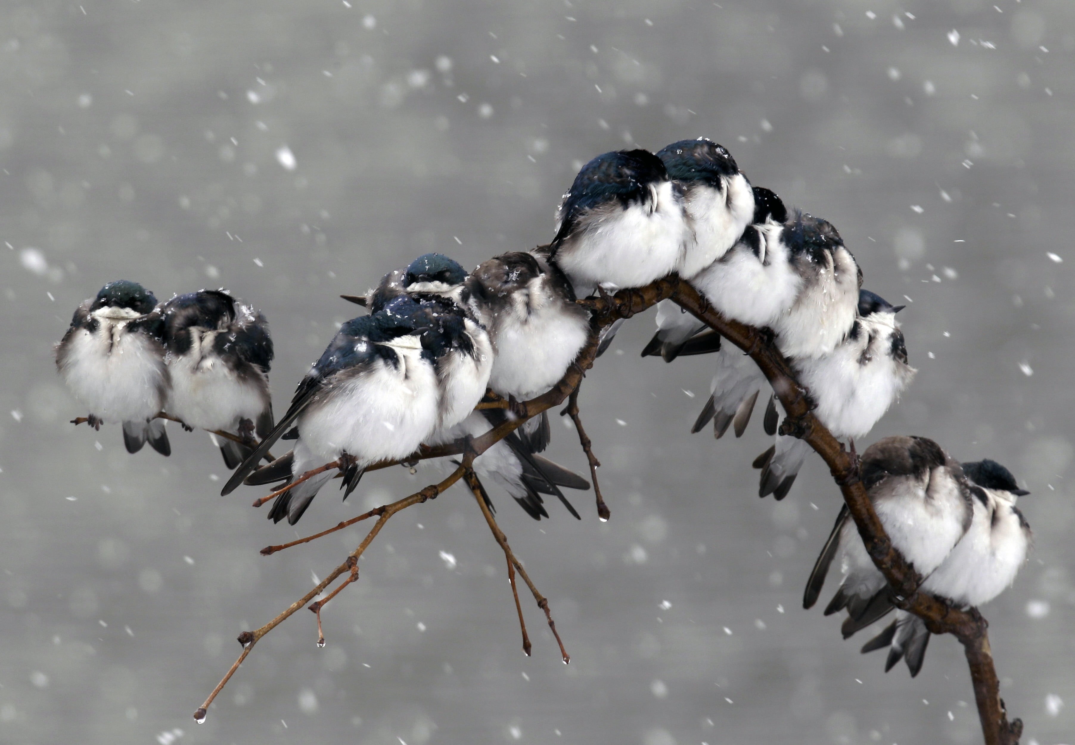 beauty in nature, birds, water, bird, focus on foreground, 2K, cold temperature, white color, no people, animal, snow, flock, winter, animal wildlife, HD Wallpaper