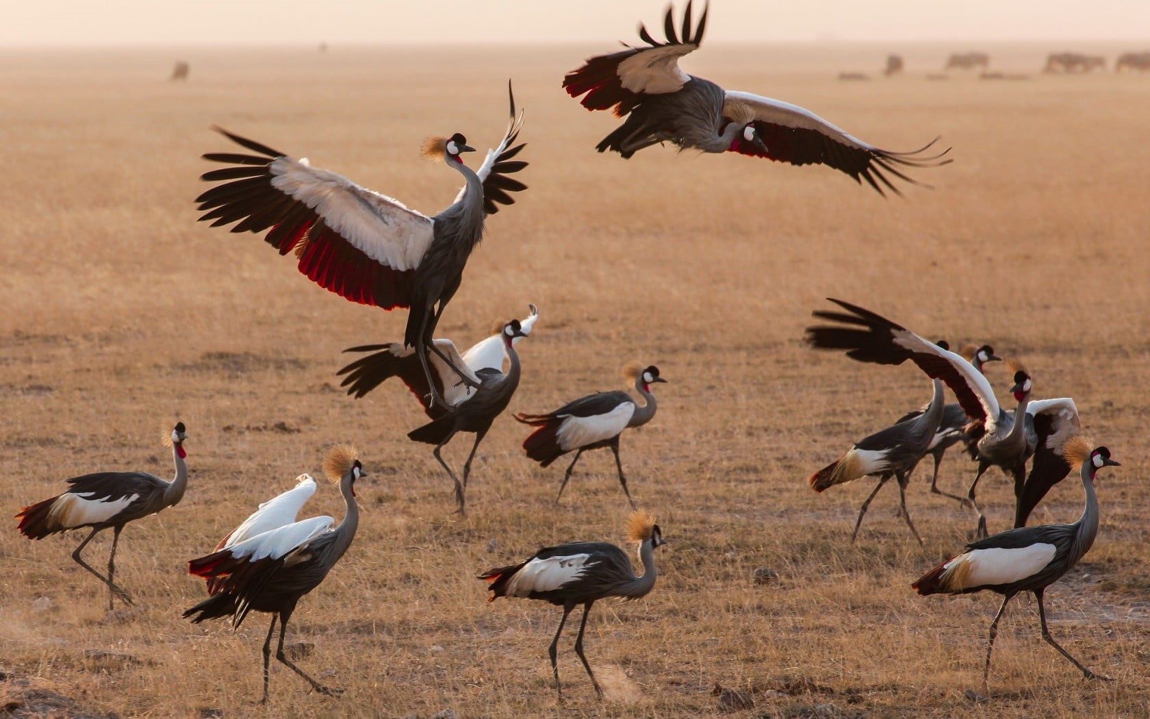outdoors, bird, gray, spread wings, animal, day, 720P, field, motion, flying, group of animals, vertebrate, birds, Kenya, animals in the wild, animal wildlife, HD Wallpaper