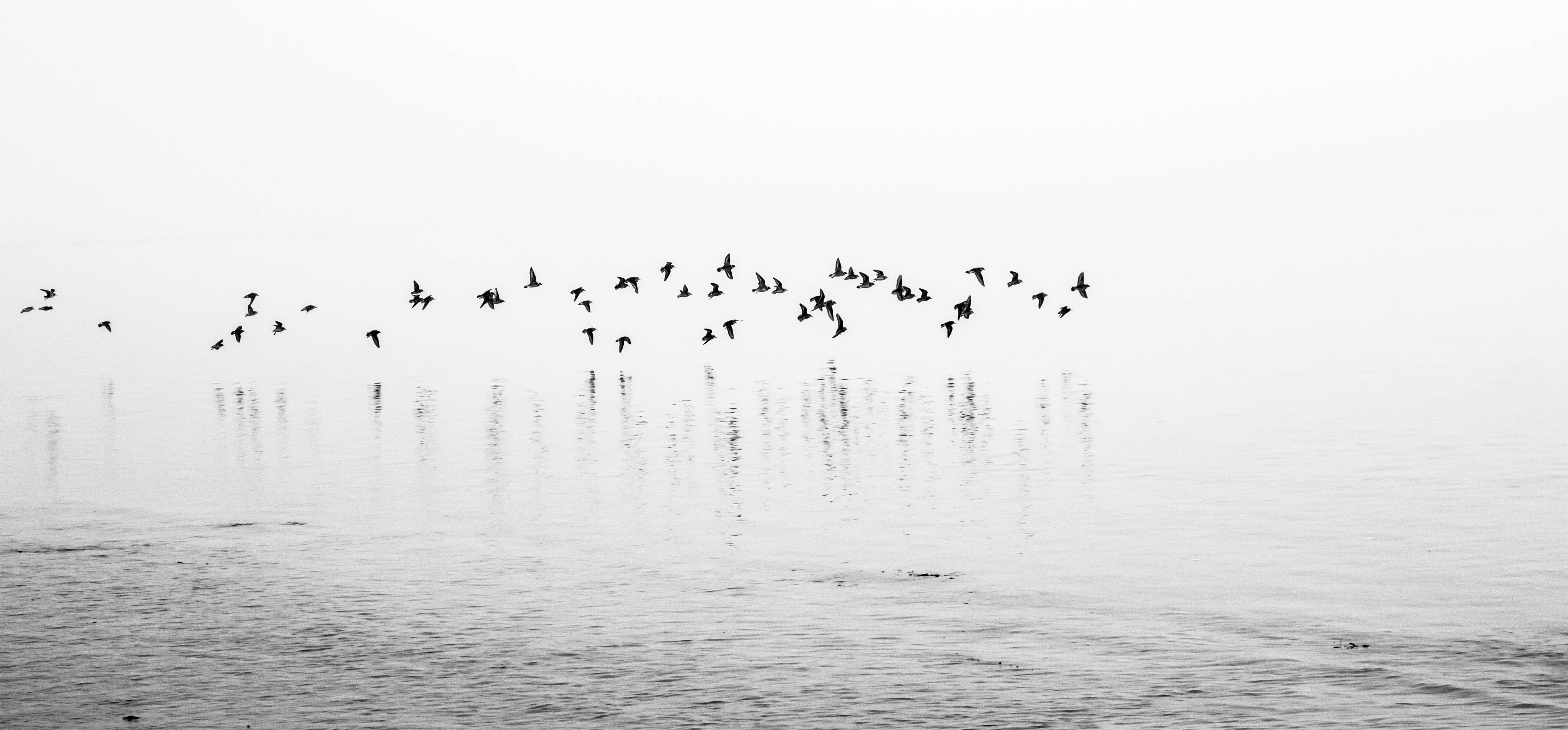 nature, haven, flock Of Birds, rainbow, body of water, bird, beach, fog, water, flying, animal, group Of Animals, large Group Of Animals, 5K, black birds, HD Wallpaper