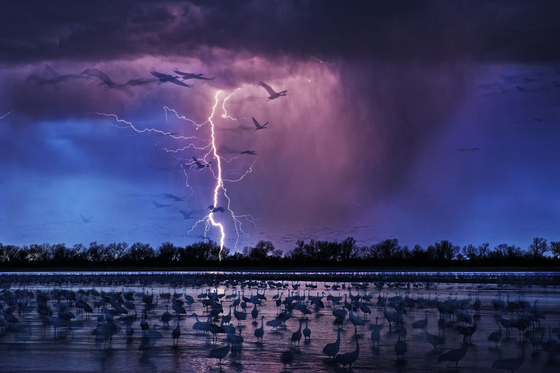 power in nature, forked lightning, dusk, thunderstorm, purple, night, 1080P, storm cloud, beauty in nature, power, Randy Olson, flock, clouds, warning sign, HD Wallpaper