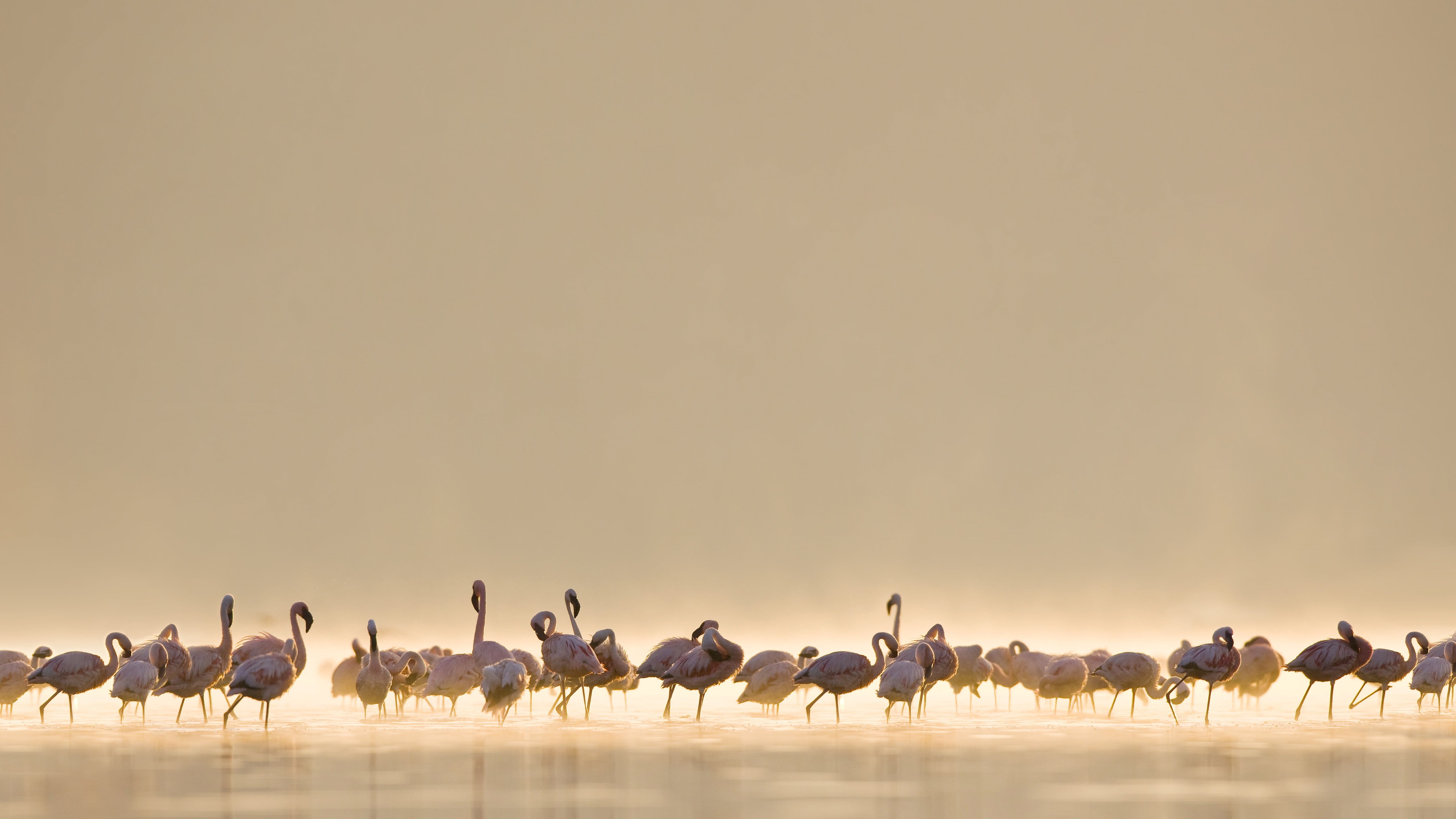 animals, walking, nature, side view, herd, birds, animal, copy space, togetherness, bird, day, environment, large group of animals, group of animals, sky, HD Wallpaper