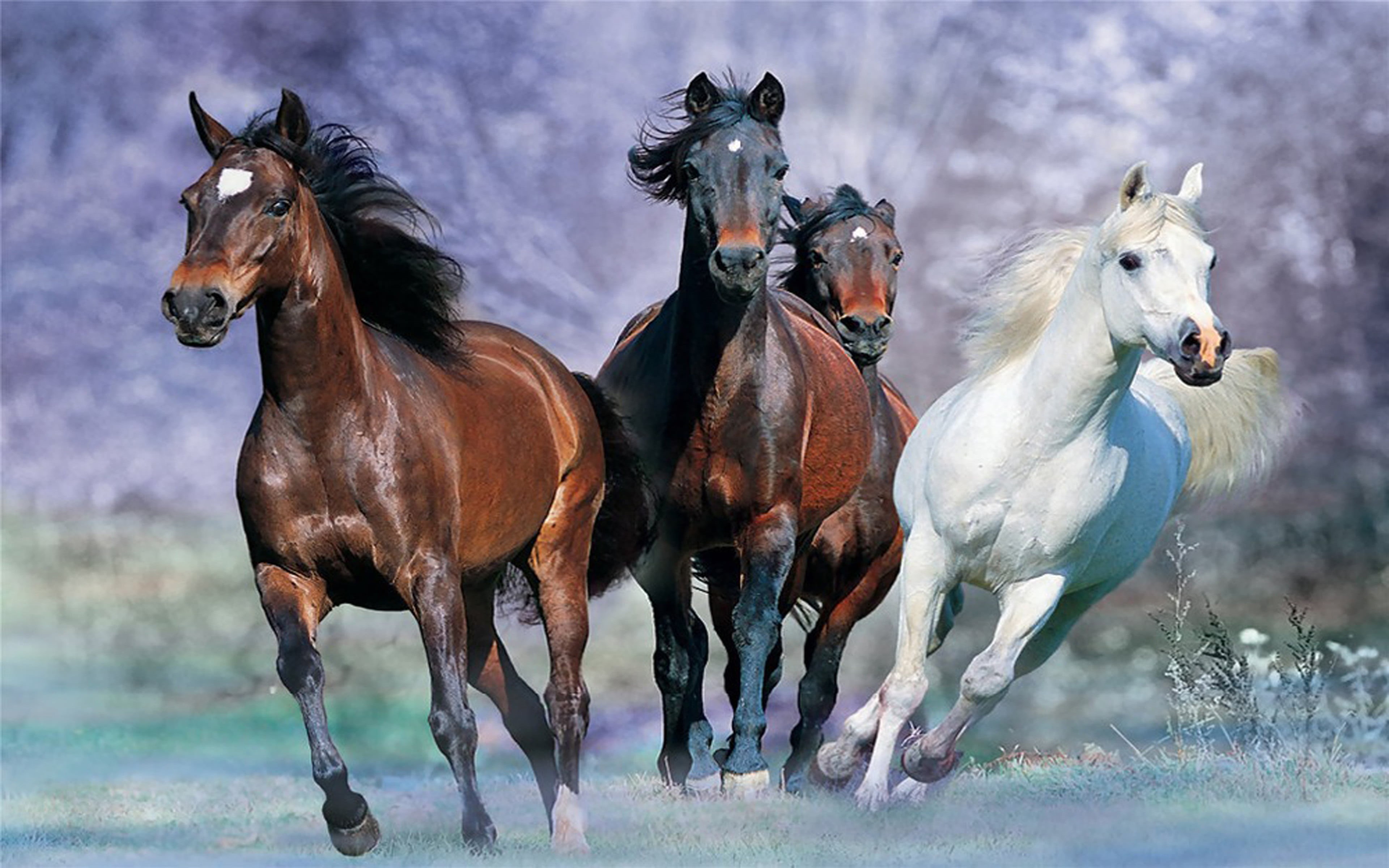 outdoors, desktop, day, pets, animal wildlife, widescreen, domestic, domestic animals, galloping, horseback riding, background, images, vertebrate, livestock, HD Wallpaper
