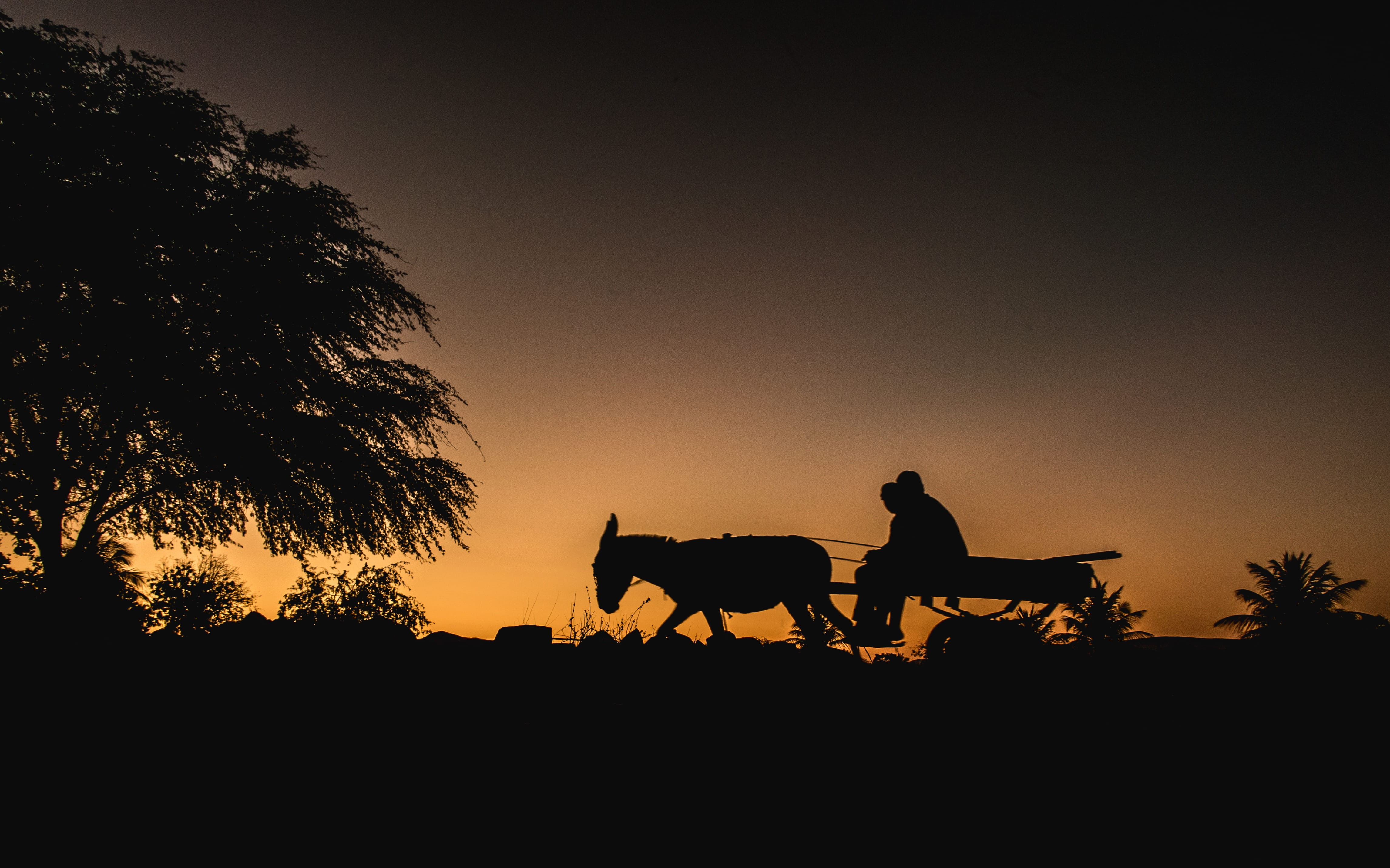 animal, working animal, vertebrate, cowboy, sertao, livestock, domestic, queimadas, riding, sky, life, domestic animals, ride, animal themes, plant, bahia, HD Wallpaper