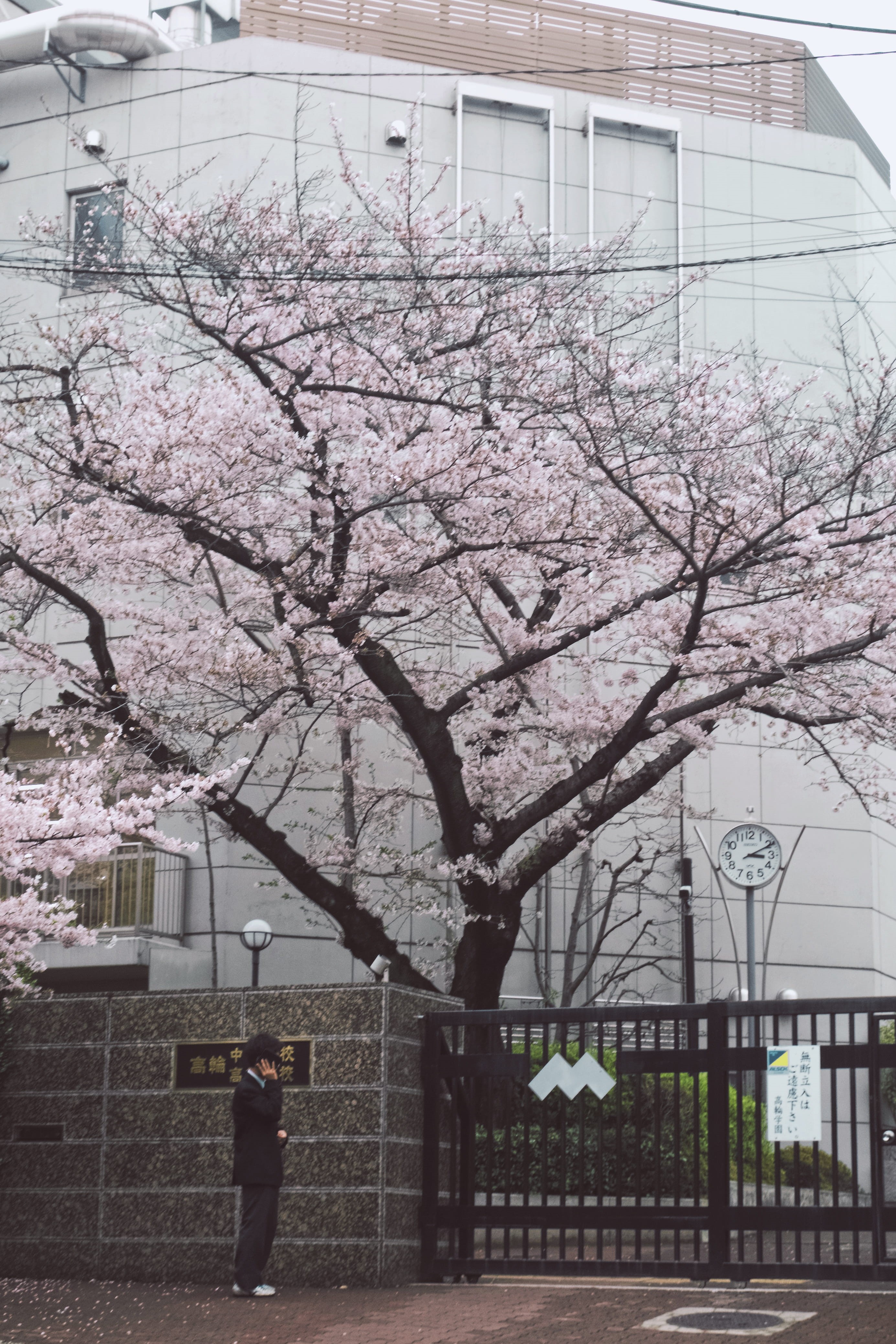 flower, blossom, building, branch, tokyo, tree, pink color, cherry tree, freshness, cherry blossom, plant, office building exterior, takanawachugakko koto school, Phone HD Wallpaper