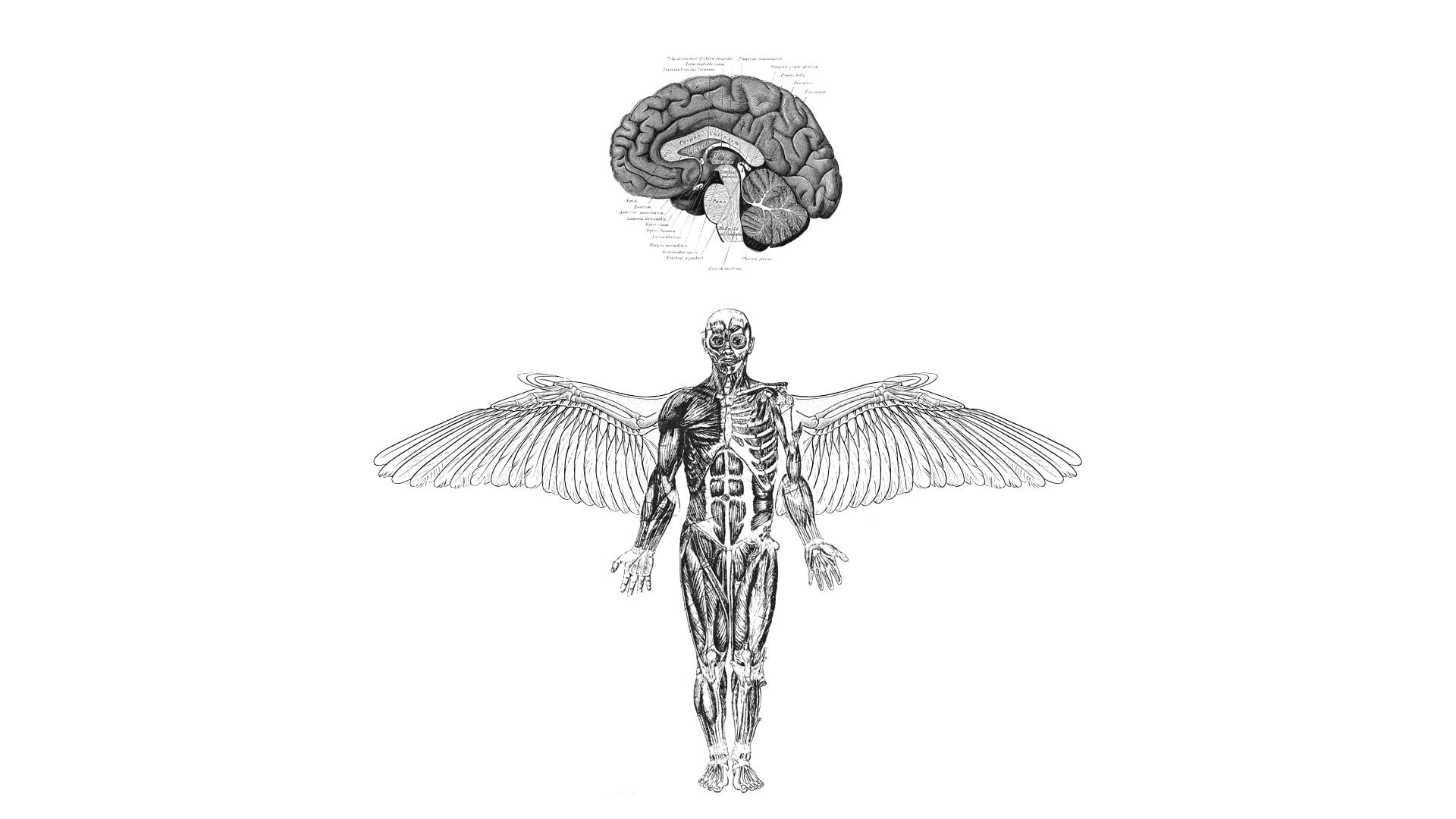 1080P, anatomy, creativity, sky, male likeness, illustration, copy space, human representation, man, metal, studio shot, indoors, sculpture, wing, no people, HD Wallpaper