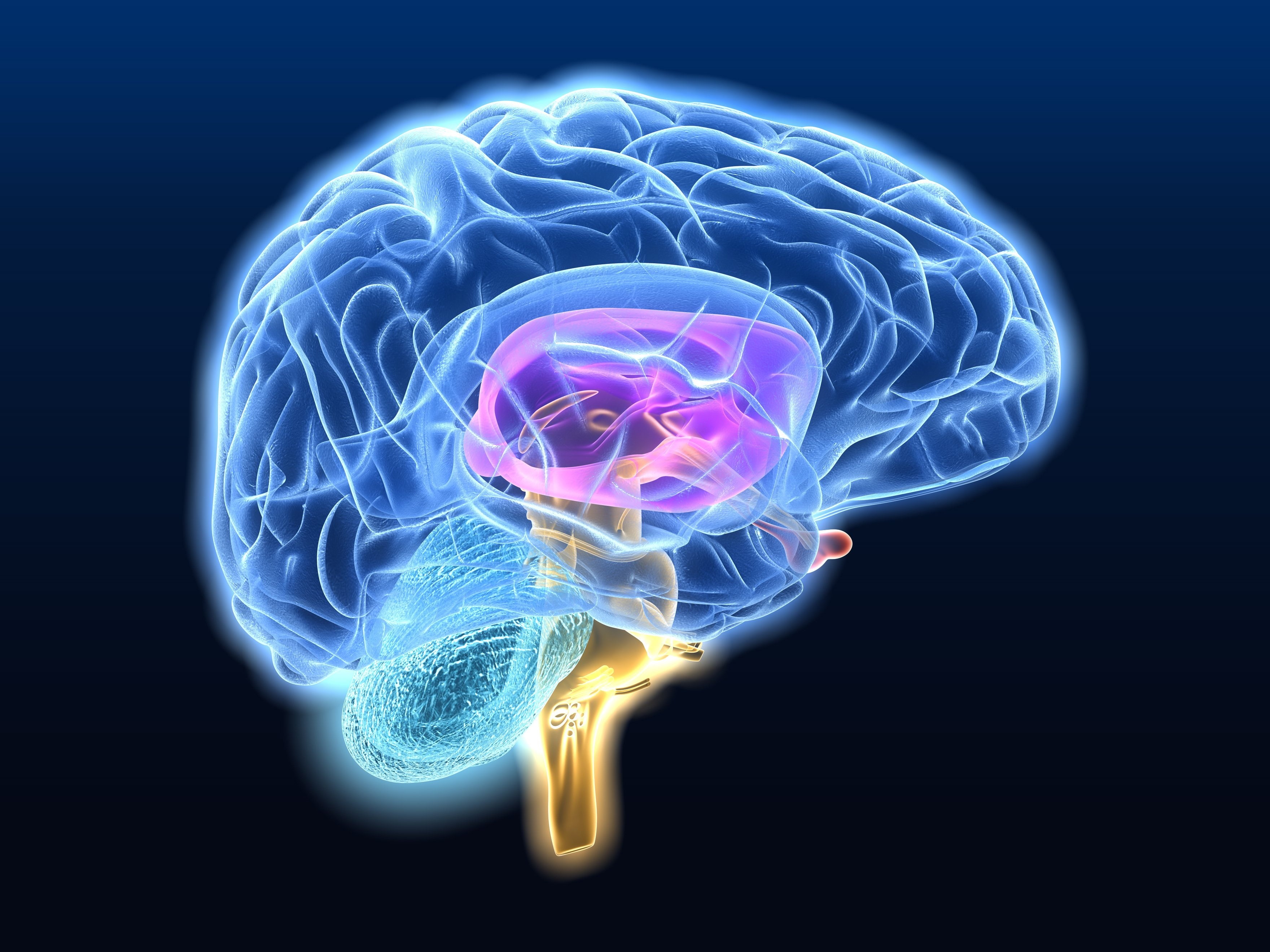 3520x2640 px, head, x, d, brain, psychedelic, 2K, XRAY, ray, digital, skull, Anatomy, Medical, HD Wallpaper
