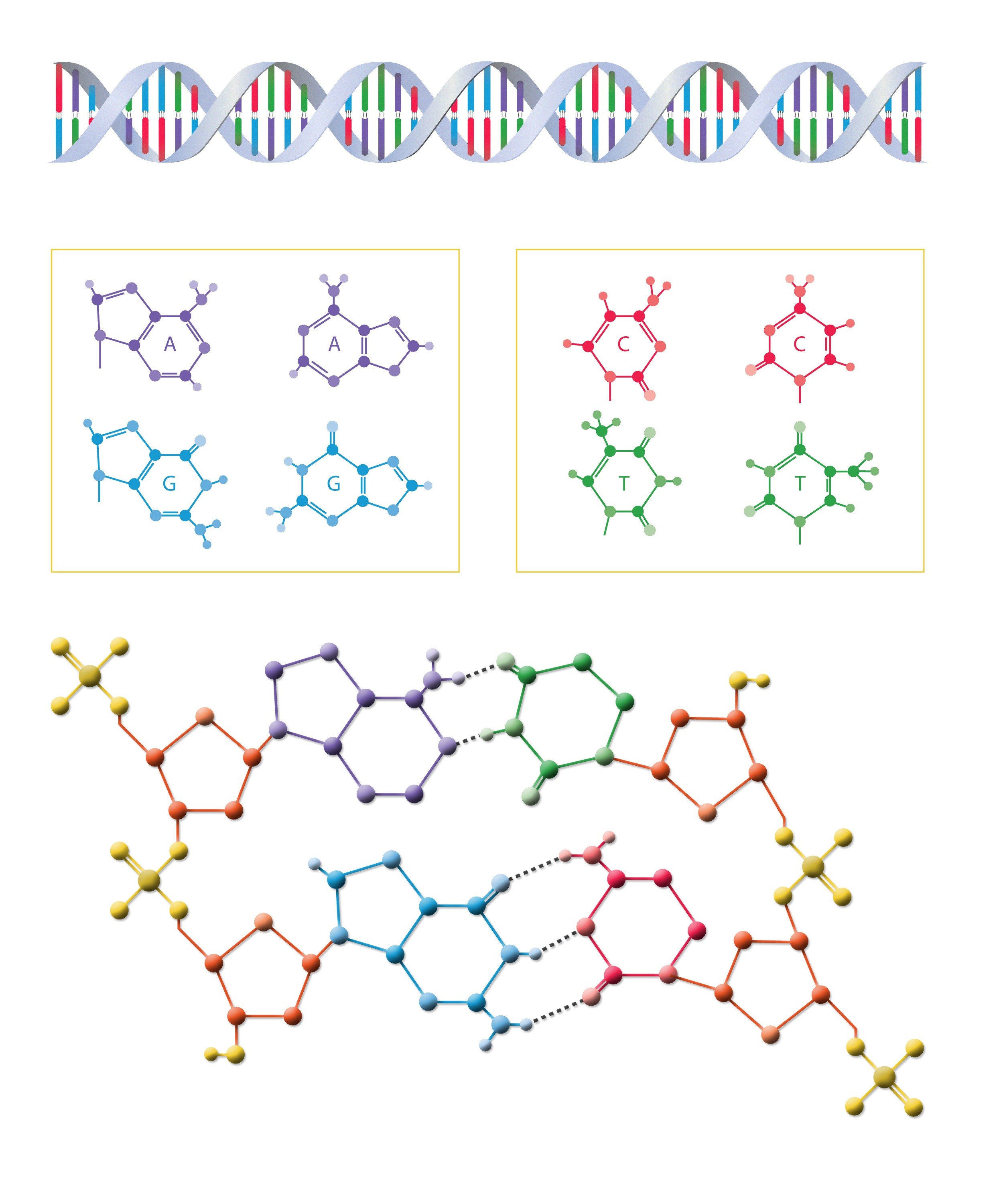 gene, communication, multi colored, chemistry, medical, biotechnology, symbol, connection, structure, indoors, spiral, biology, data, dna, photo, molecular structure, Phone HD Wallpaper