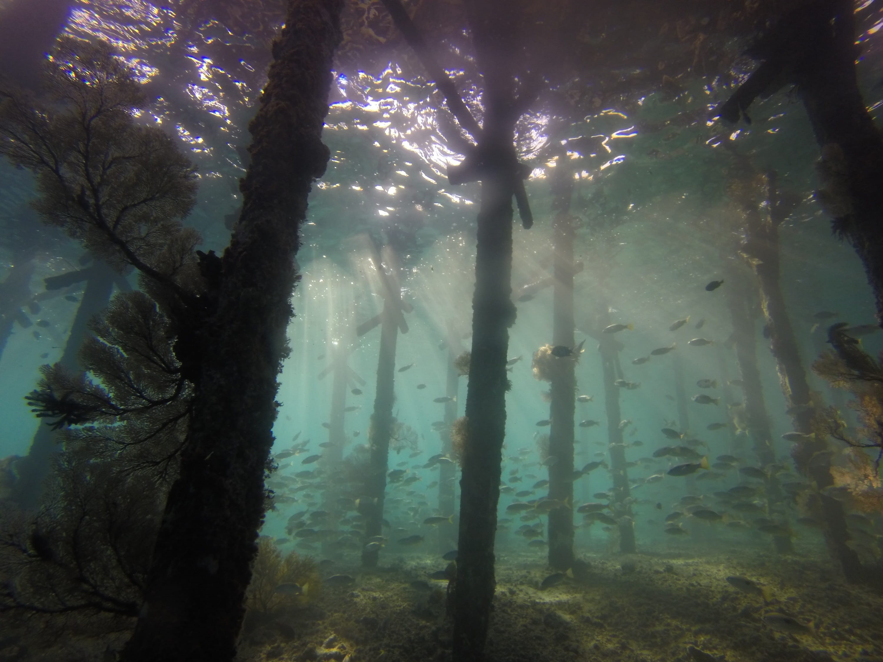 no people, vacation, underwater, derawan, scuba, travel, berau, island, day, seascape, land, outdoors, growth, tree, 2K, swimming, tranquil scene, tree trunk, HD Wallpaper