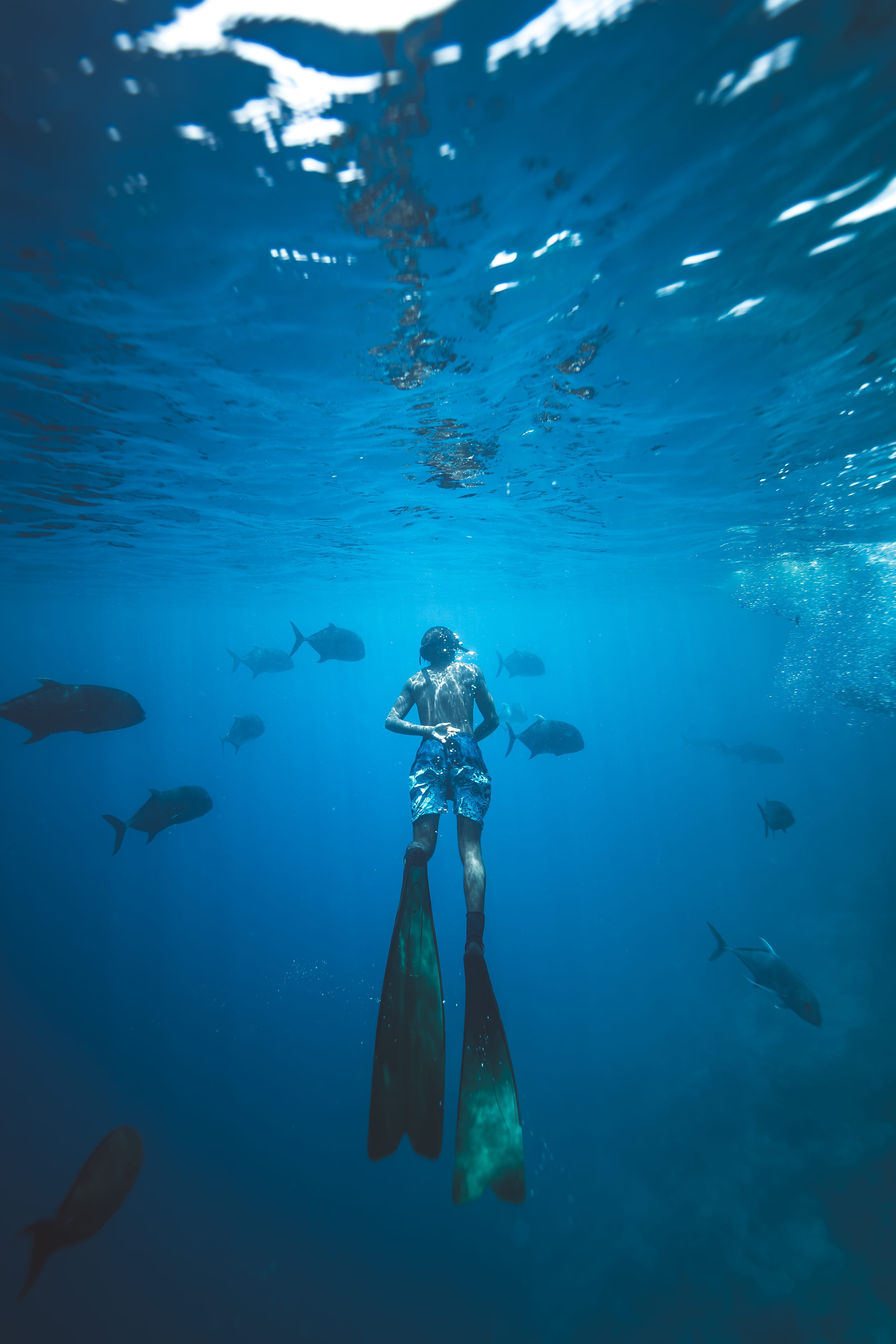 real people, 5K, shorts, fins, large group of animals, underwater diving, vertebrate, dive, adventure, underwater, scuba, animals in the wild, marine, Phone HD Wallpaper