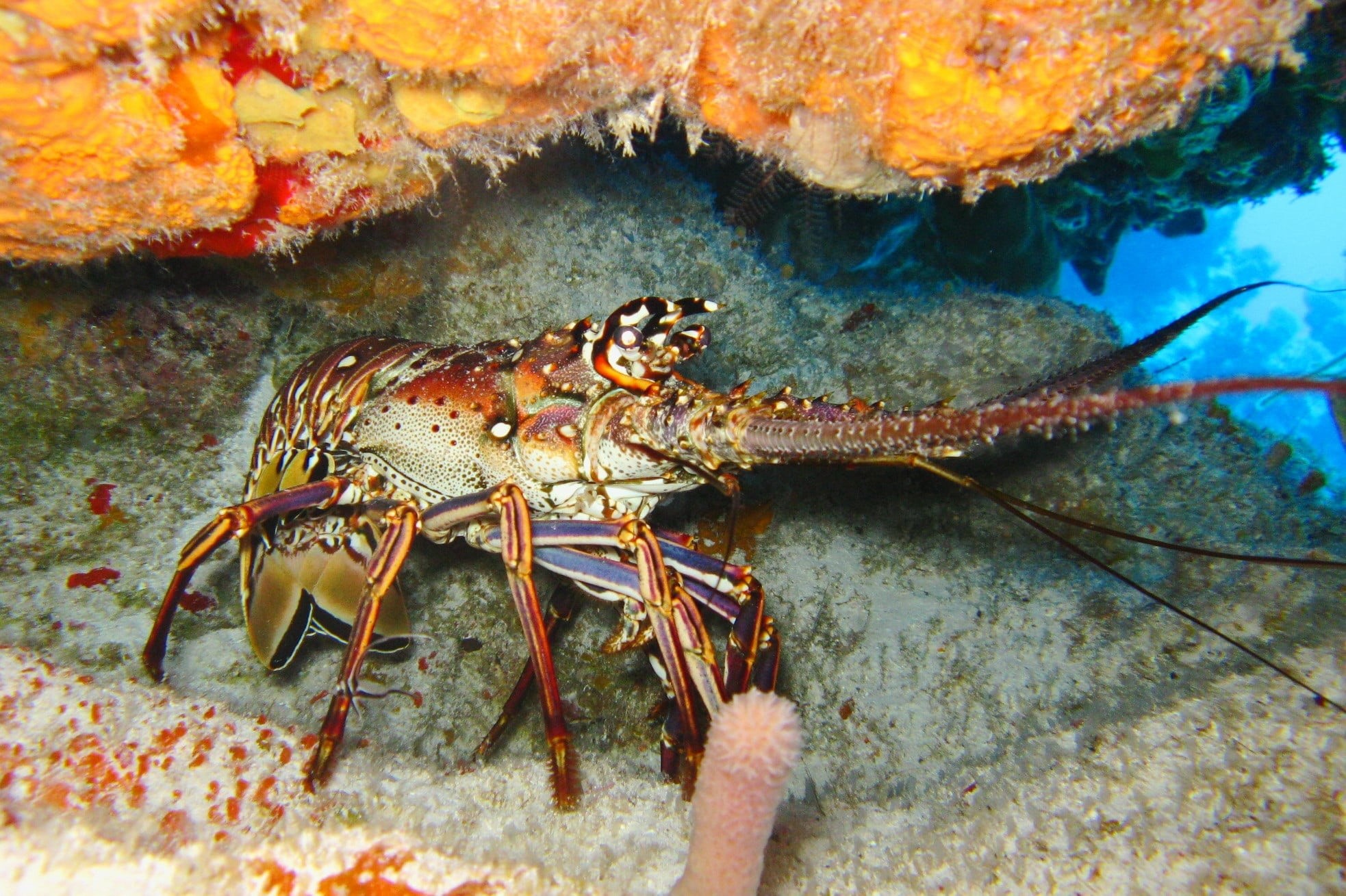 sea life, day, close-up, prawn, animals in the wild, seafood, one animal, animal, ocean, nature, marine, diving, dive, water, tropical, brown, crustacean, HD Wallpaper