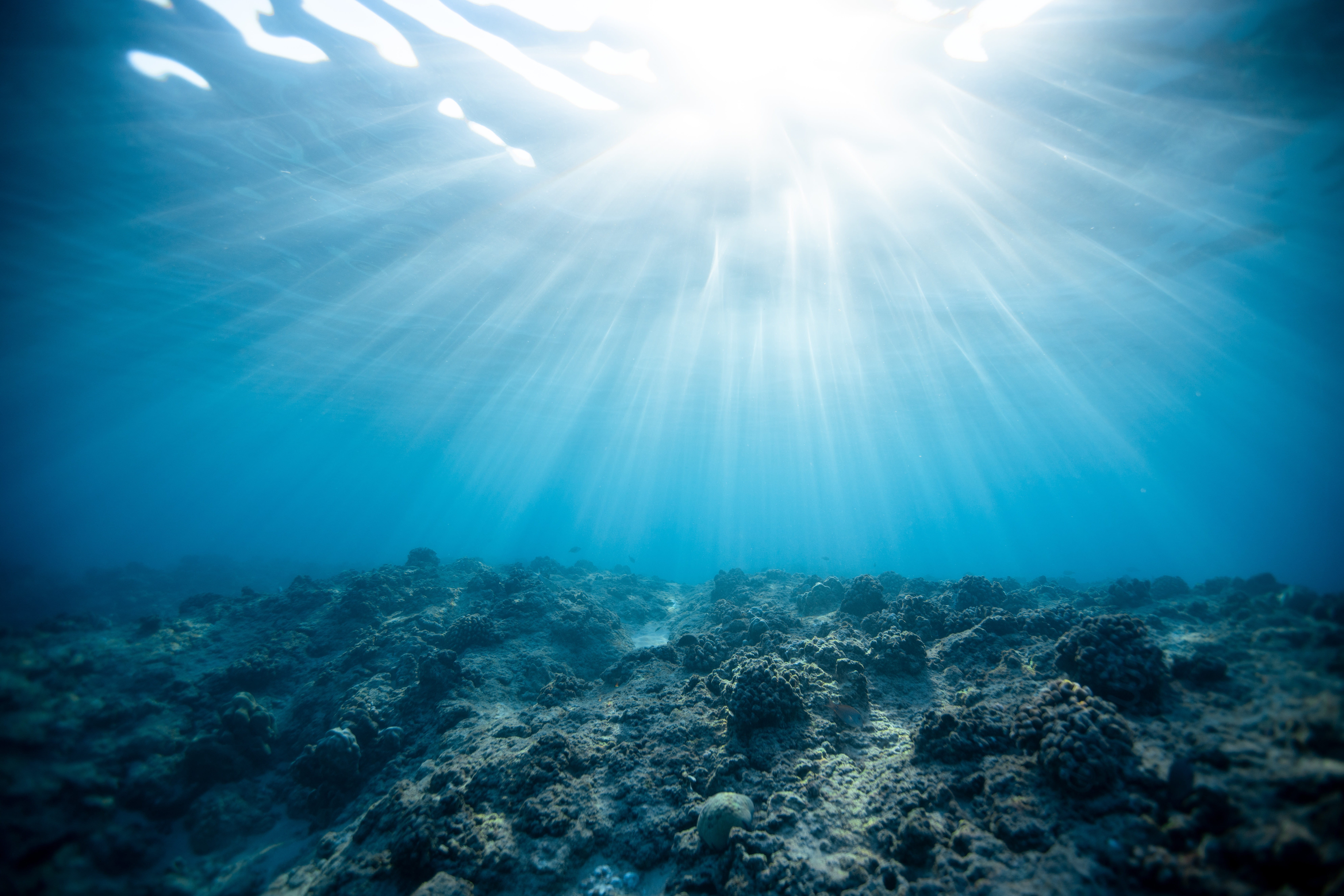 animal, coral reef, sea, blue, day, marine, lens flare, sun, purity, scuba diving, undersea, sunbeam, diving, sea life, reef, underwater, animal themes, HD Wallpaper