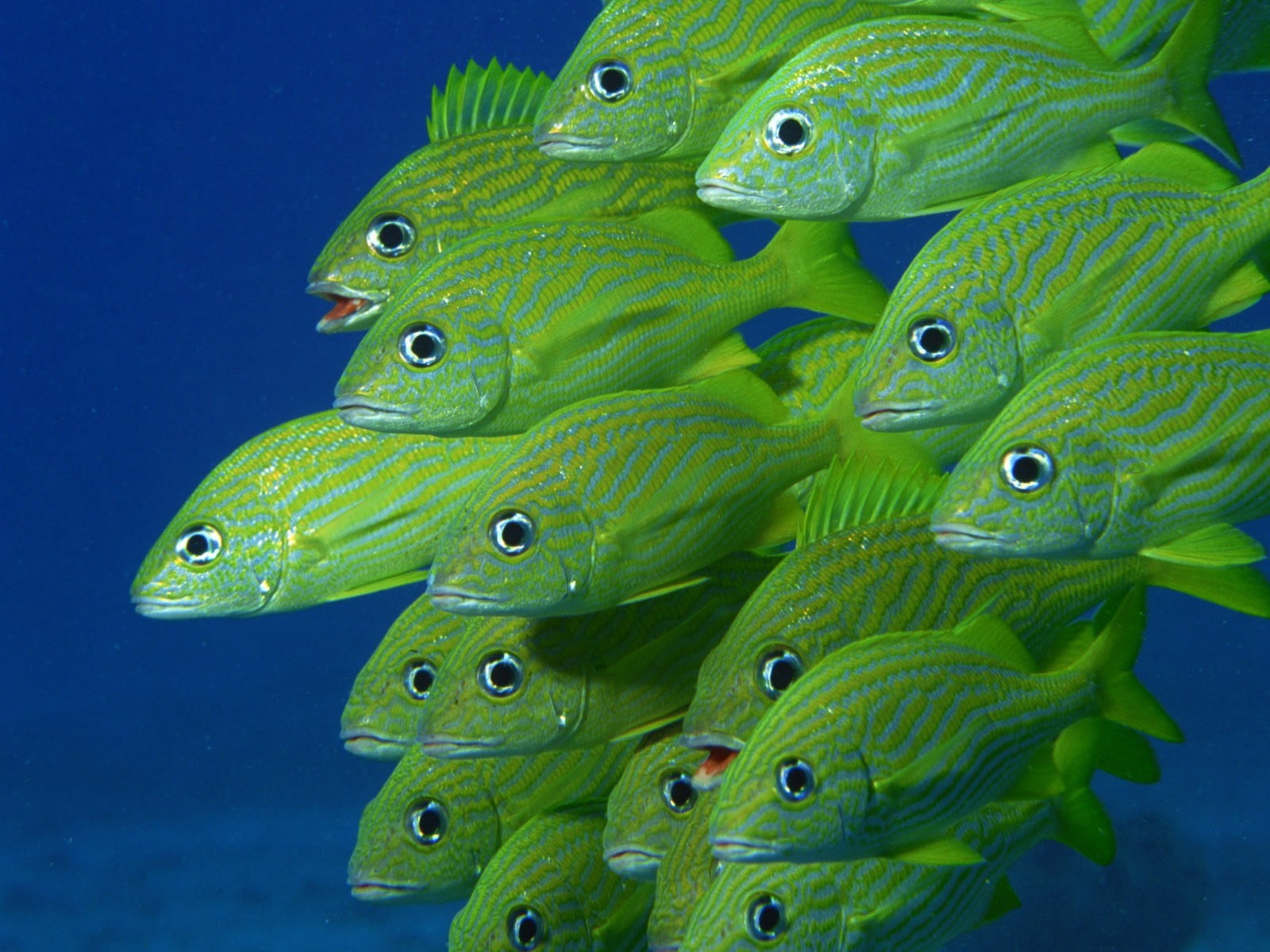 720P, school of fish, school, swimming, fish, vertebrate, no people, undersea, nature, marine, animals in the wild, animal eye, blue, sea, group of animals, HD Wallpaper