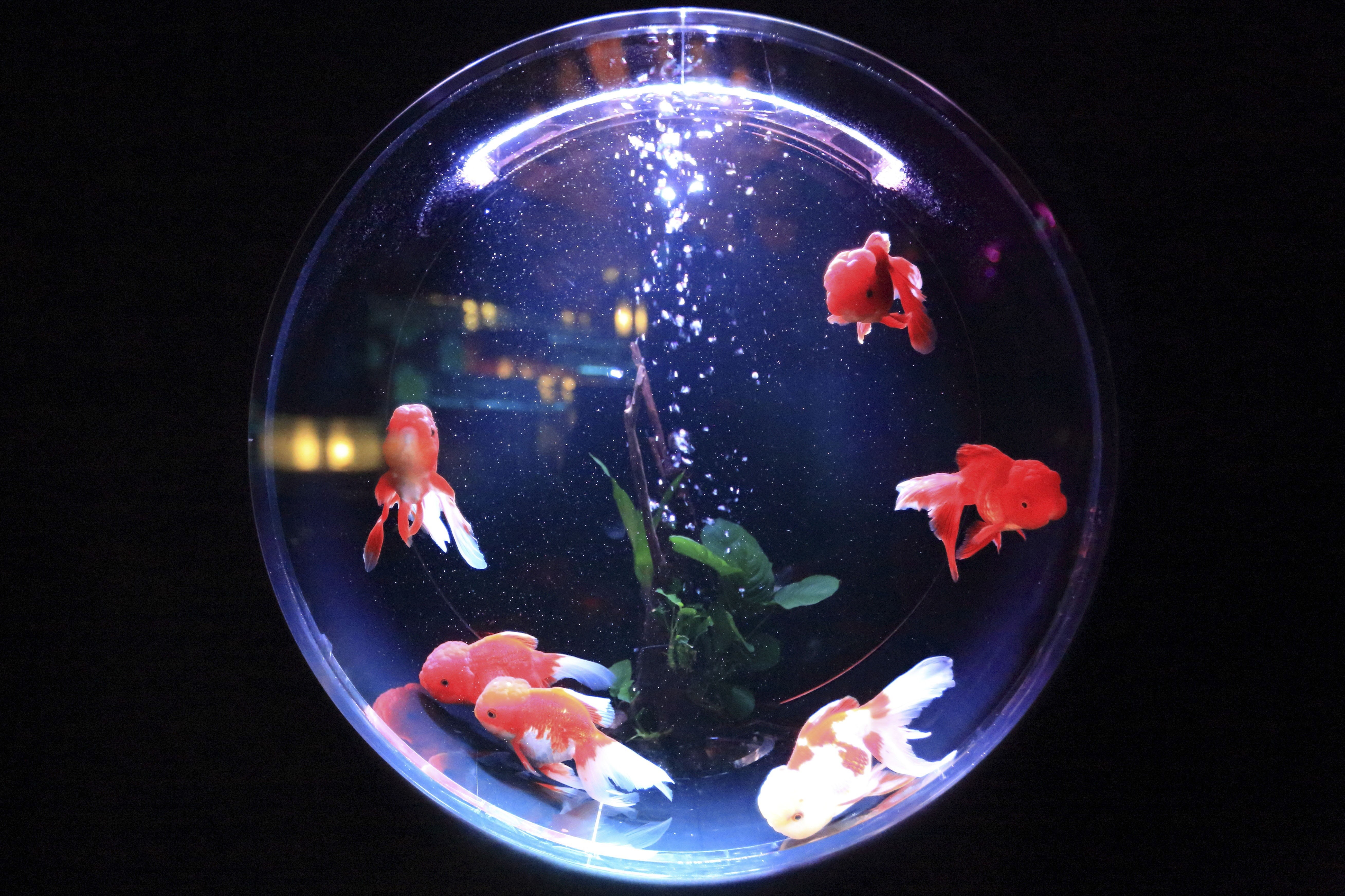 swimming, shape, animal, aquarium, close-up, no people, gold, fishes, 5K, glass - material, floating on water, food and drink, indoors, bubbles, circle, HD Wallpaper