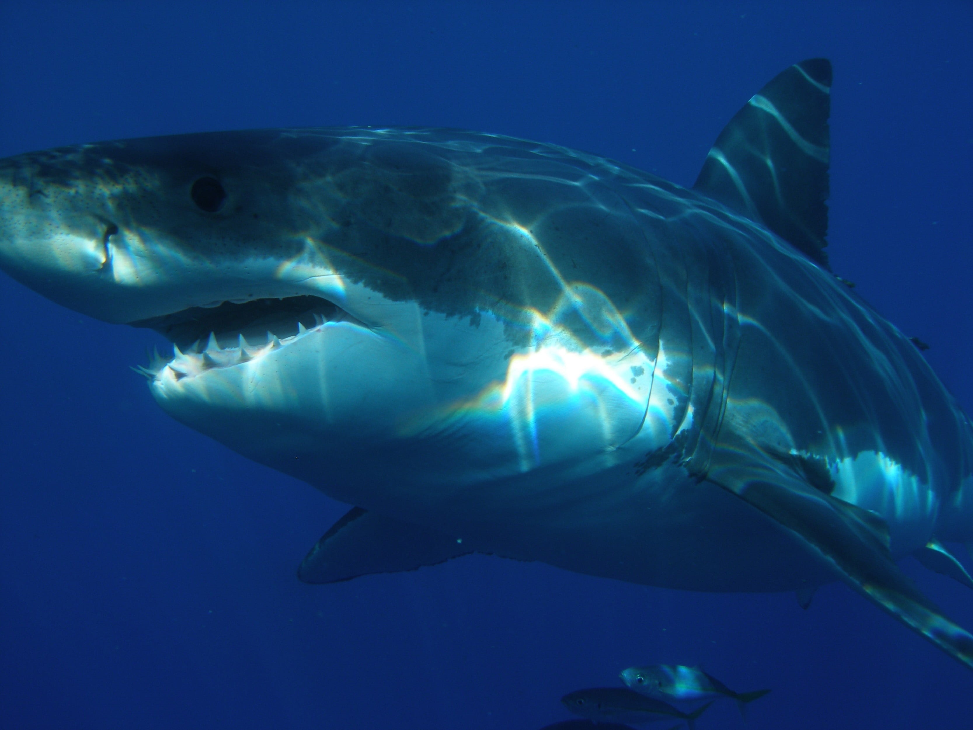 animal body part, ocean, animals in the wild, sea life, nature, predator, guadalupe island, saltwater fish, undersea, animal wildlife, animal teeth, fish, HD Wallpaper