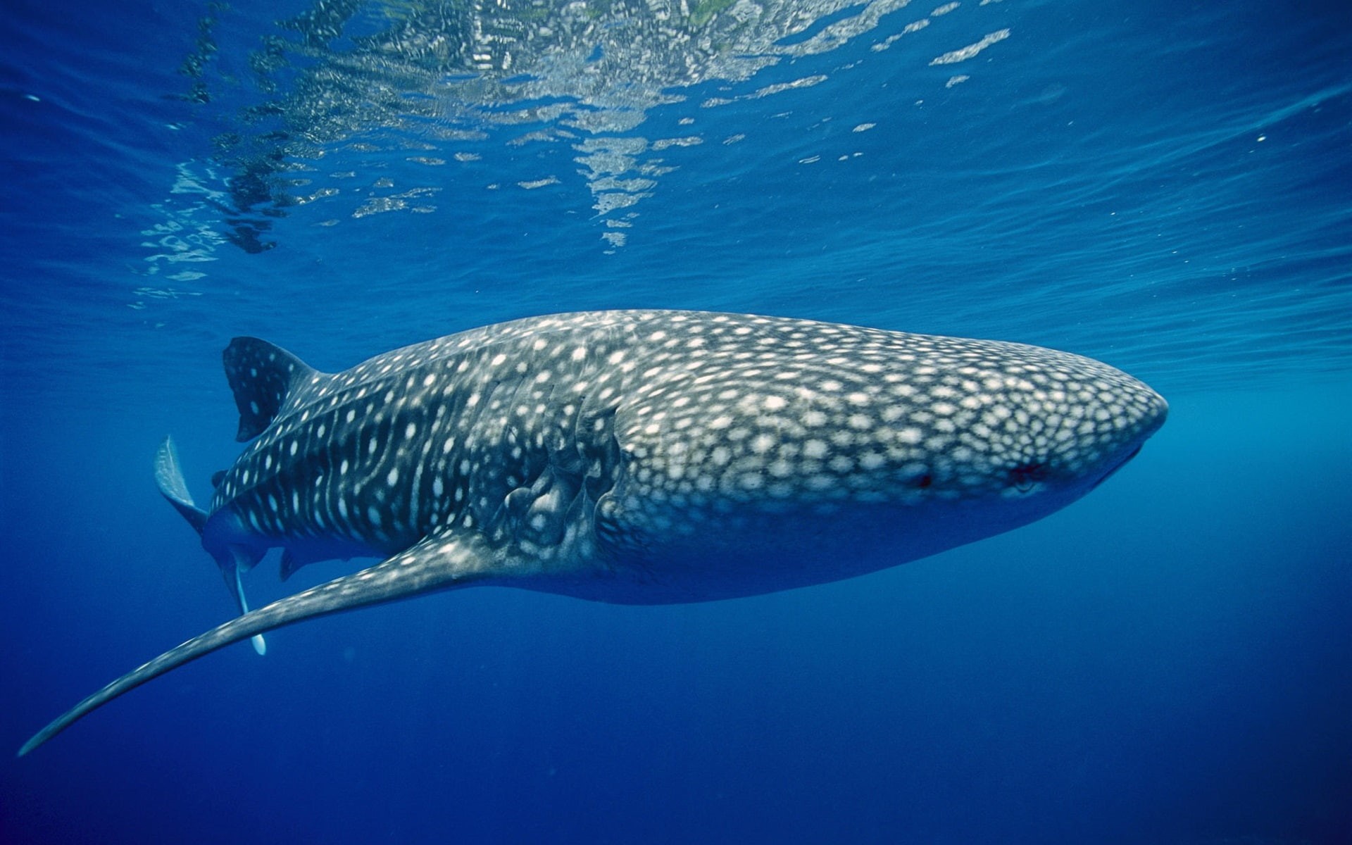 Blue, 1080P, Underwater, Tiger, Sea, Shark, HD Wallpaper