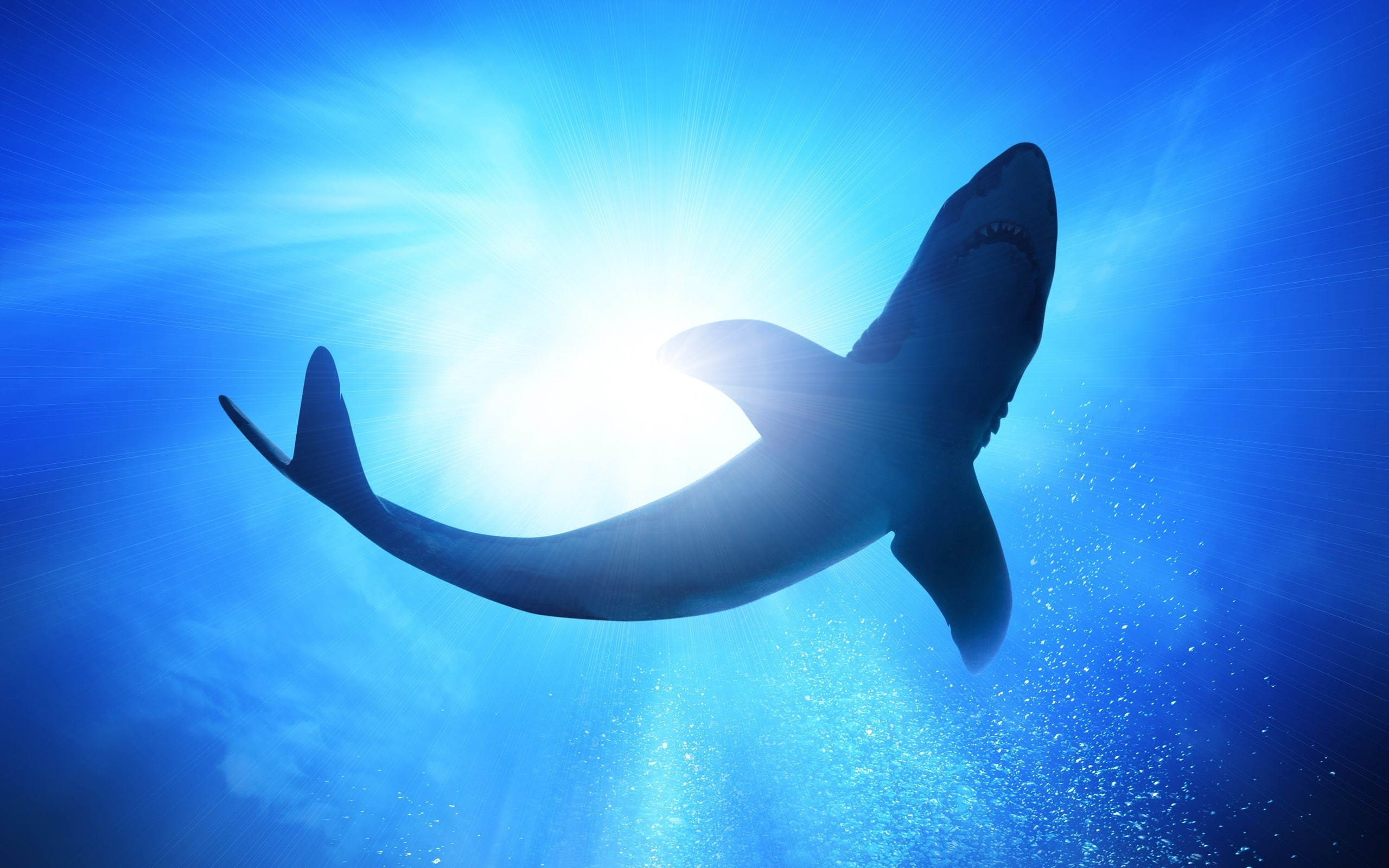 Bubbles, 2K, Shark, Blue, Sea, Underwater, HD Wallpaper