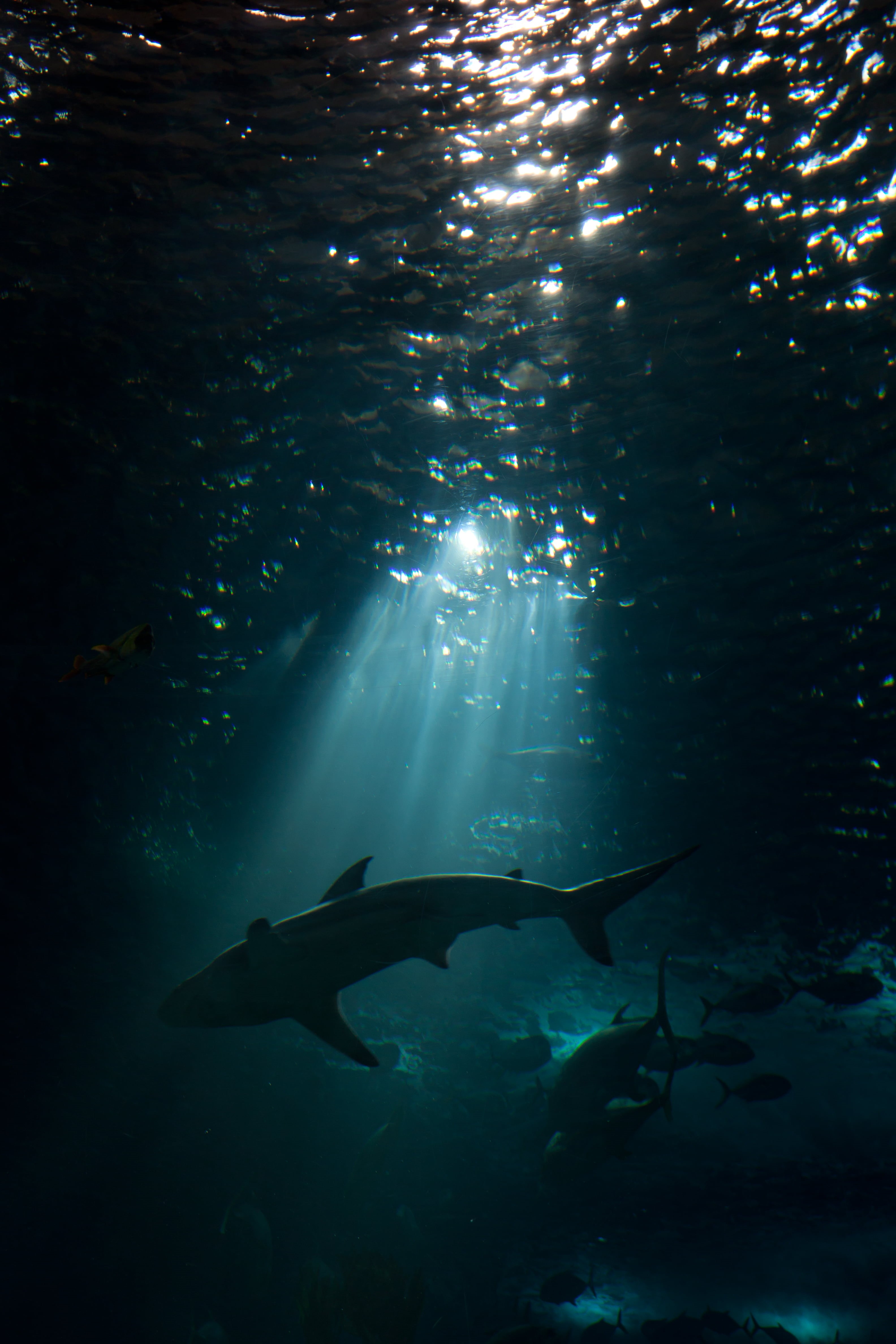 beneath, gear, underwater, nature, bronze, me  my, tubarao, these waters, Canon EOS 500D, lisboa, blue  water, aquarium, animal, tiburon, sea, silhouette, Phone HD Wallpaper