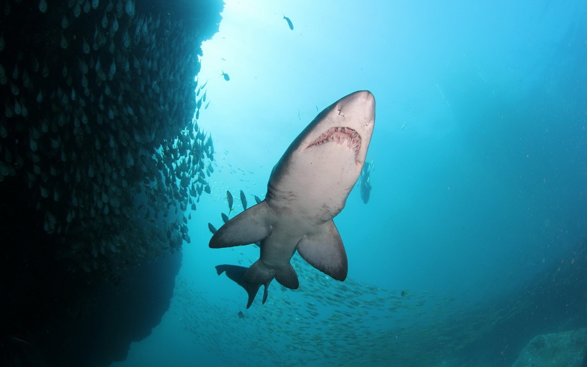 Sharks, Fish, shark, Sea, Blue, 1080P, grey, Underwater, HD Wallpaper