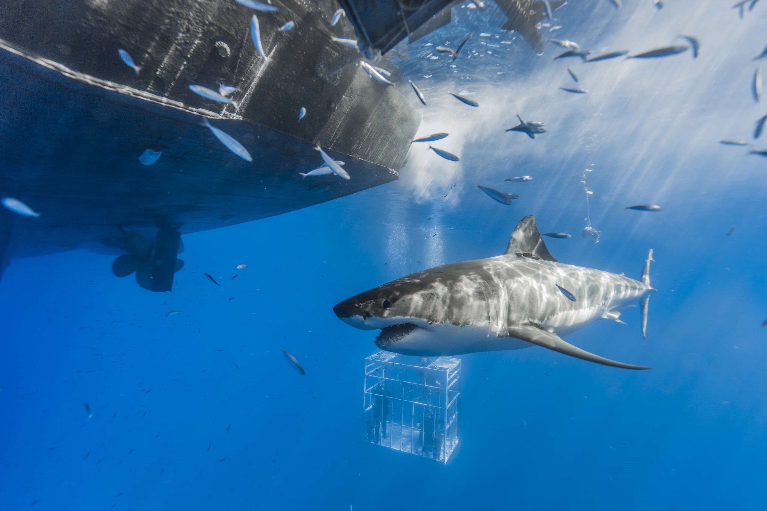 swimming, animals in the wild, nature, blue, boat, underwater, animal, sea life, sea, no people, vertebrate, water, 2K, underwater diving, outdoors, animal themes, HD Wallpaper