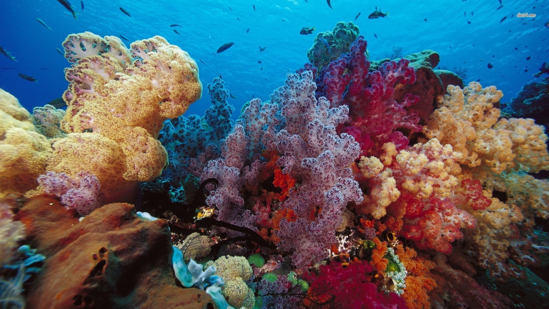 animal, ecosystem, sea, nature, animal themes, sea life, beige, animal wildlife, water, 1080P, no people, corals, fish, underwater, animals in the wild, HD Wallpaper