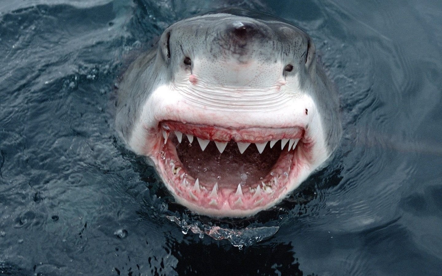 mouth open, animal head, day, water, close-up, nature, no people, mouth, swimming pool, one animal, gray, swimming, photography, teeth, animals in the wild, HD Wallpaper