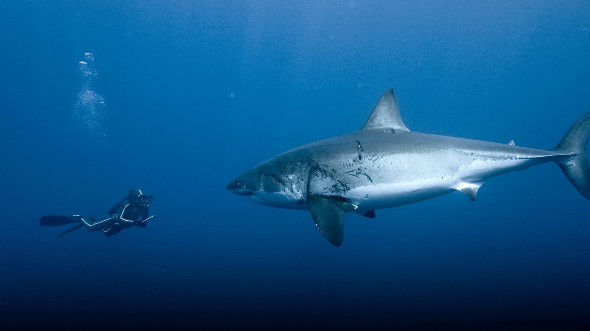 1080P, fish, diver, shark, animals, grey, underwater, hd, blue, HD Wallpaper