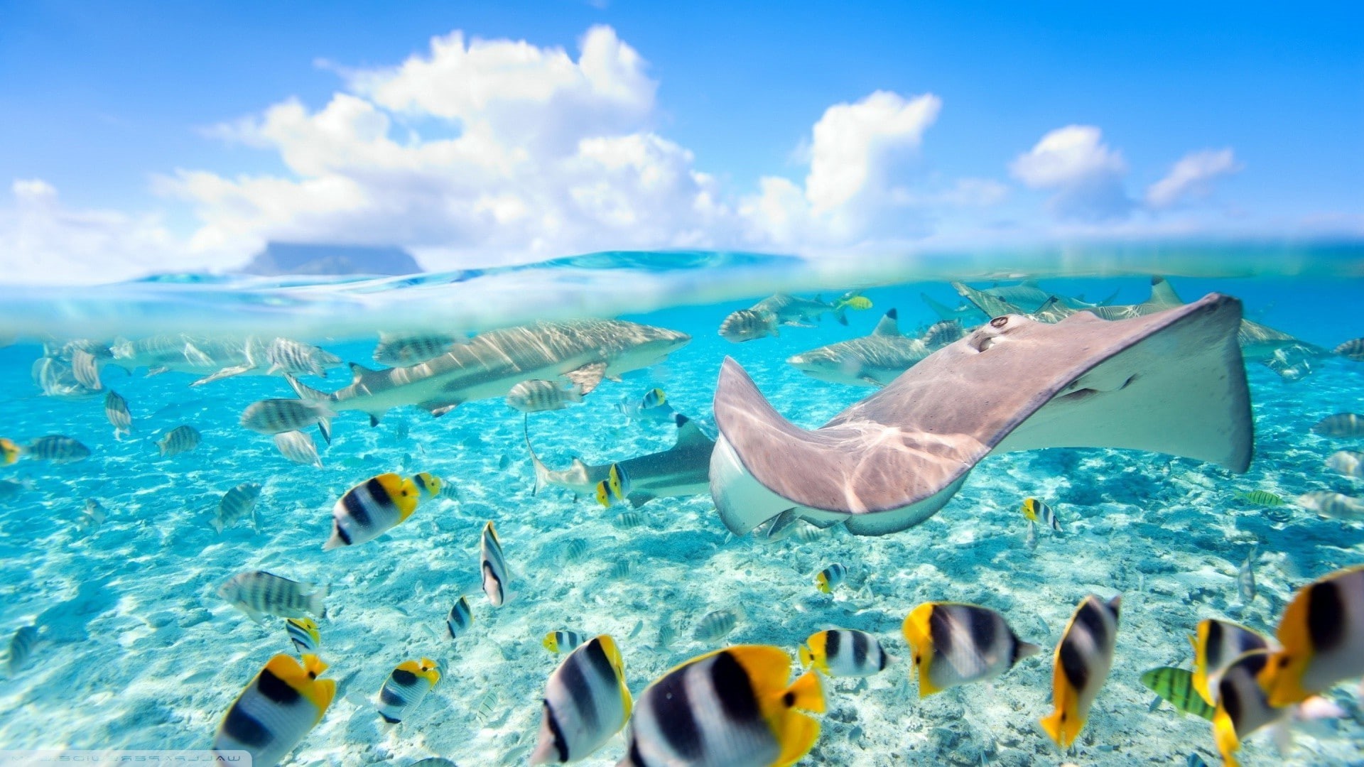 fish, 1080P, Bora Bora, Stingray, sea, split view, HD Wallpaper