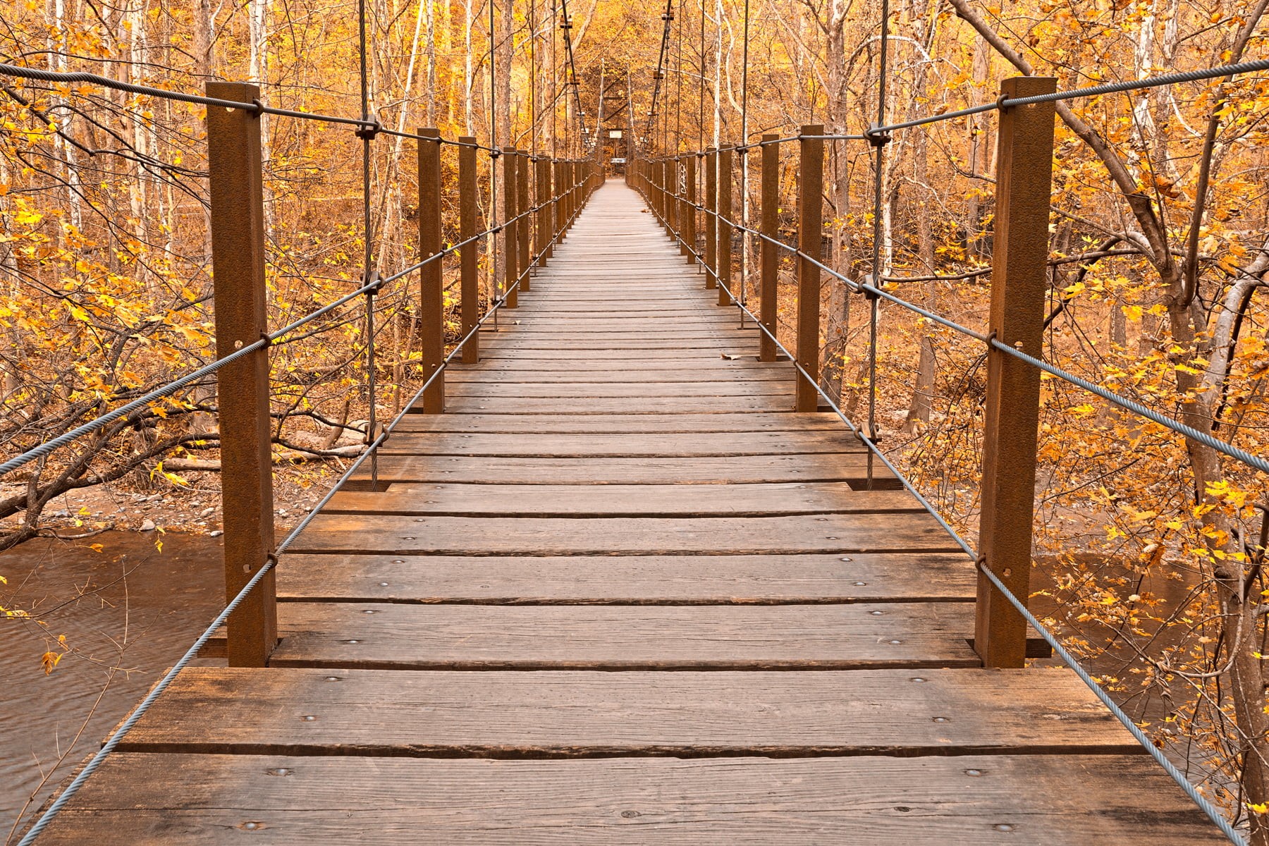 usa, fall, united  states, passage, symmetrical, planks, leaf, tree, nature, grove, suspension, Golden Grove, foliage, wooden, wood, tourism, golden, resource, HD Wallpaper