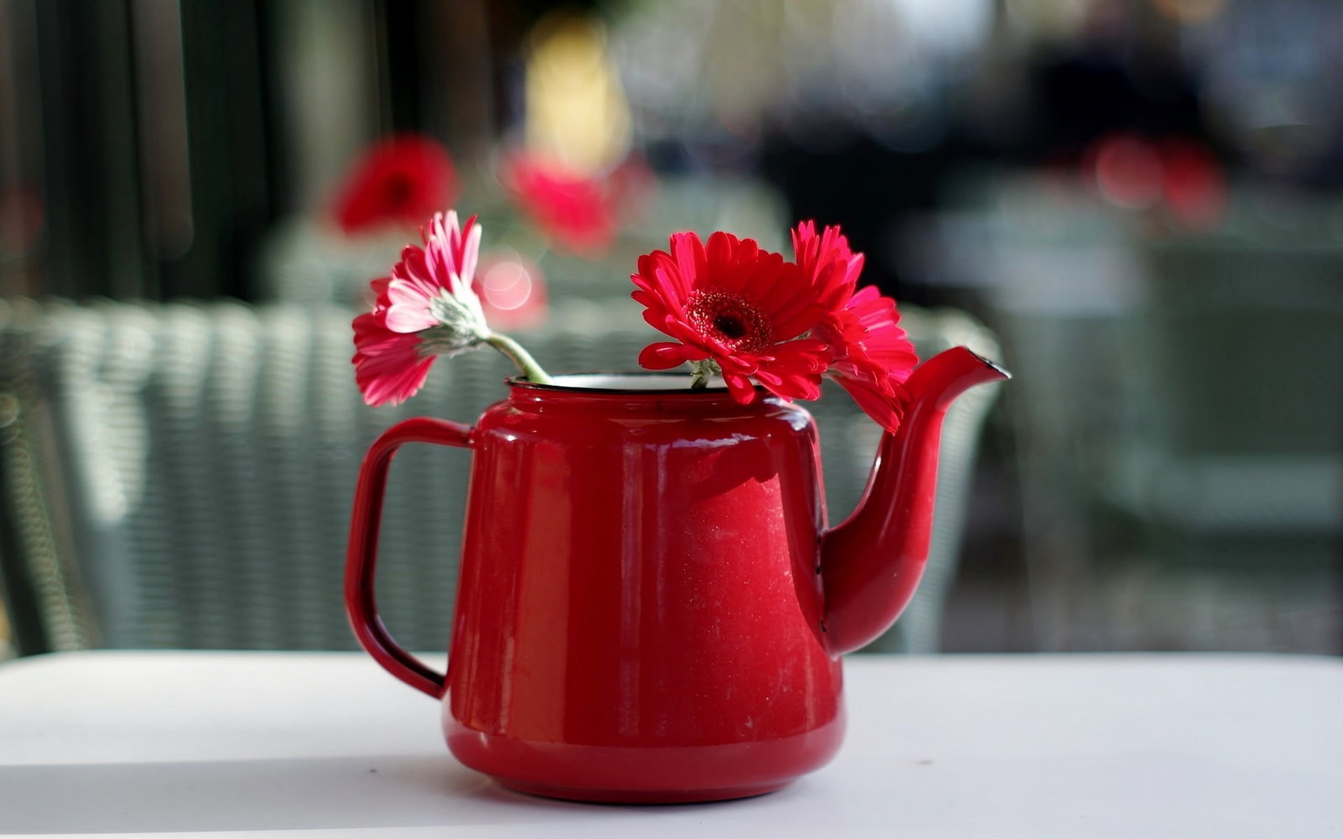 flowers, red flowers, 1080P, no people, day, focus on foreground, beauty in nature, red, flower head, selective focus, fragility, freshness, petal, nature, HD Wallpaper
