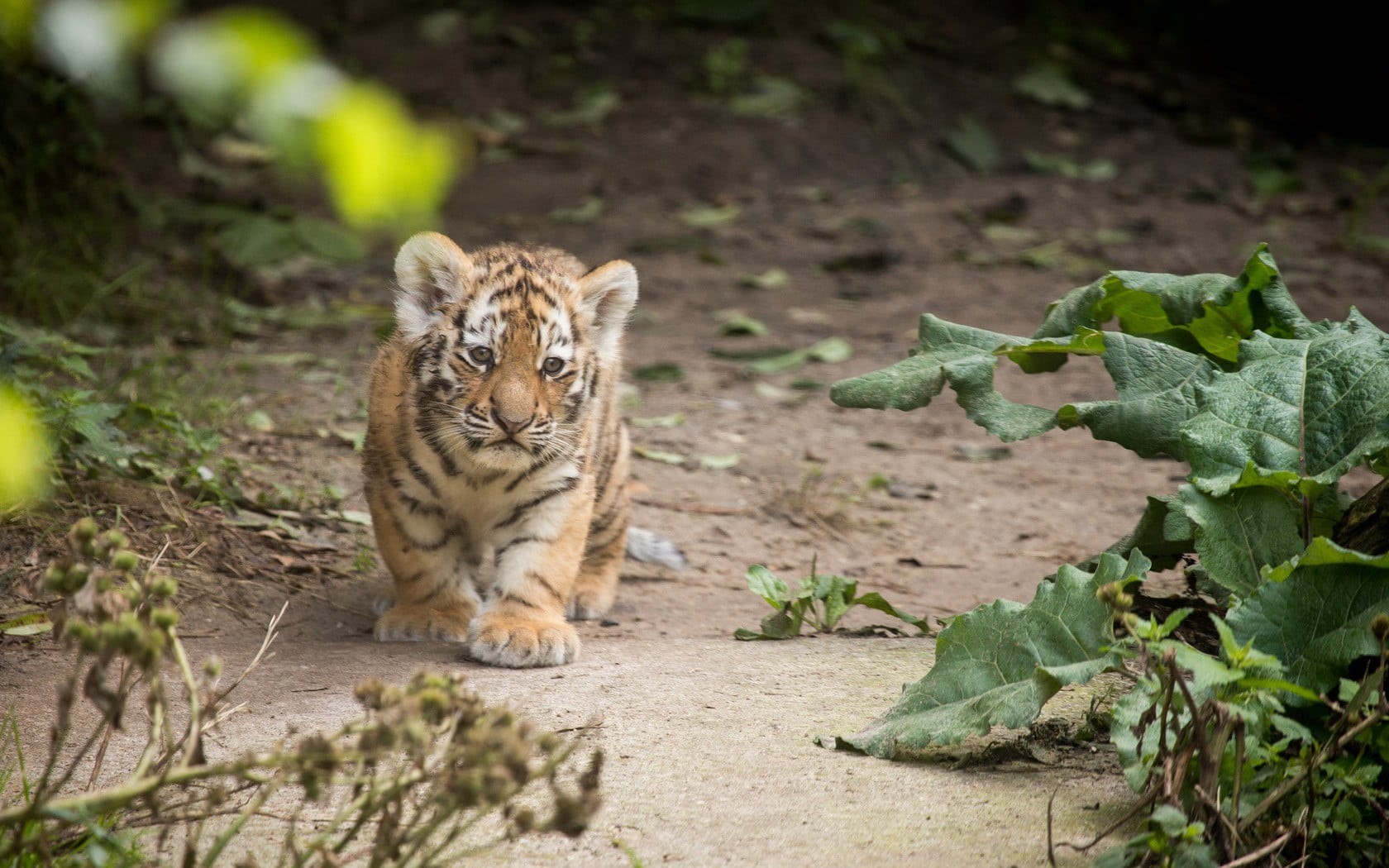 animal wildlife, plant part, vertebrate, whisker, animals, big cat, pets, cub, no people, plant, animal, tiger, feline, selective focus, outdoors, leaf, HD Wallpaper
