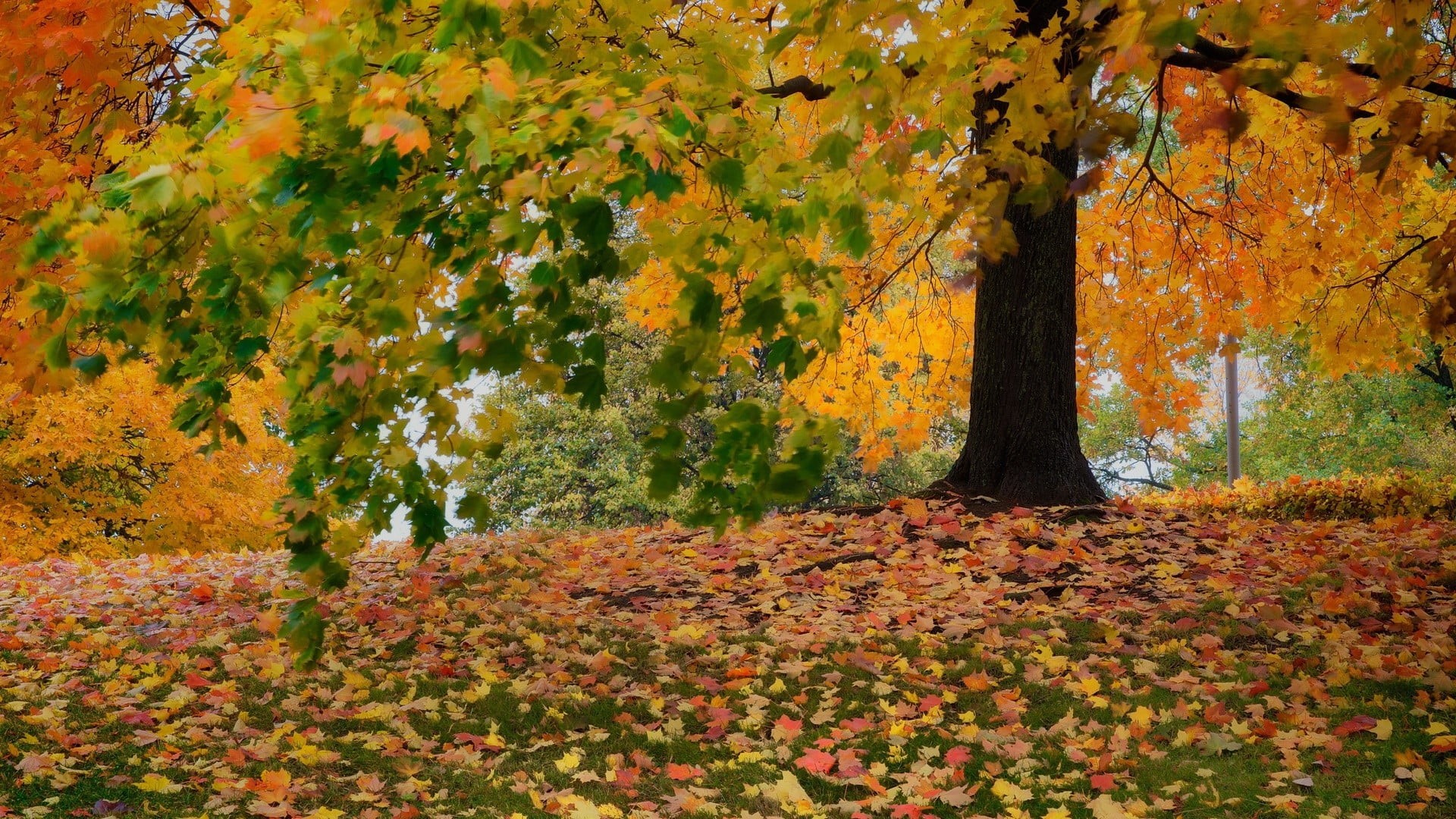 leaves, orange color, beauty in nature, floral, natural condition, leaf, change, plant part, forest, no people, branch, scenics - nature, day, tree, tree trunk, HD Wallpaper