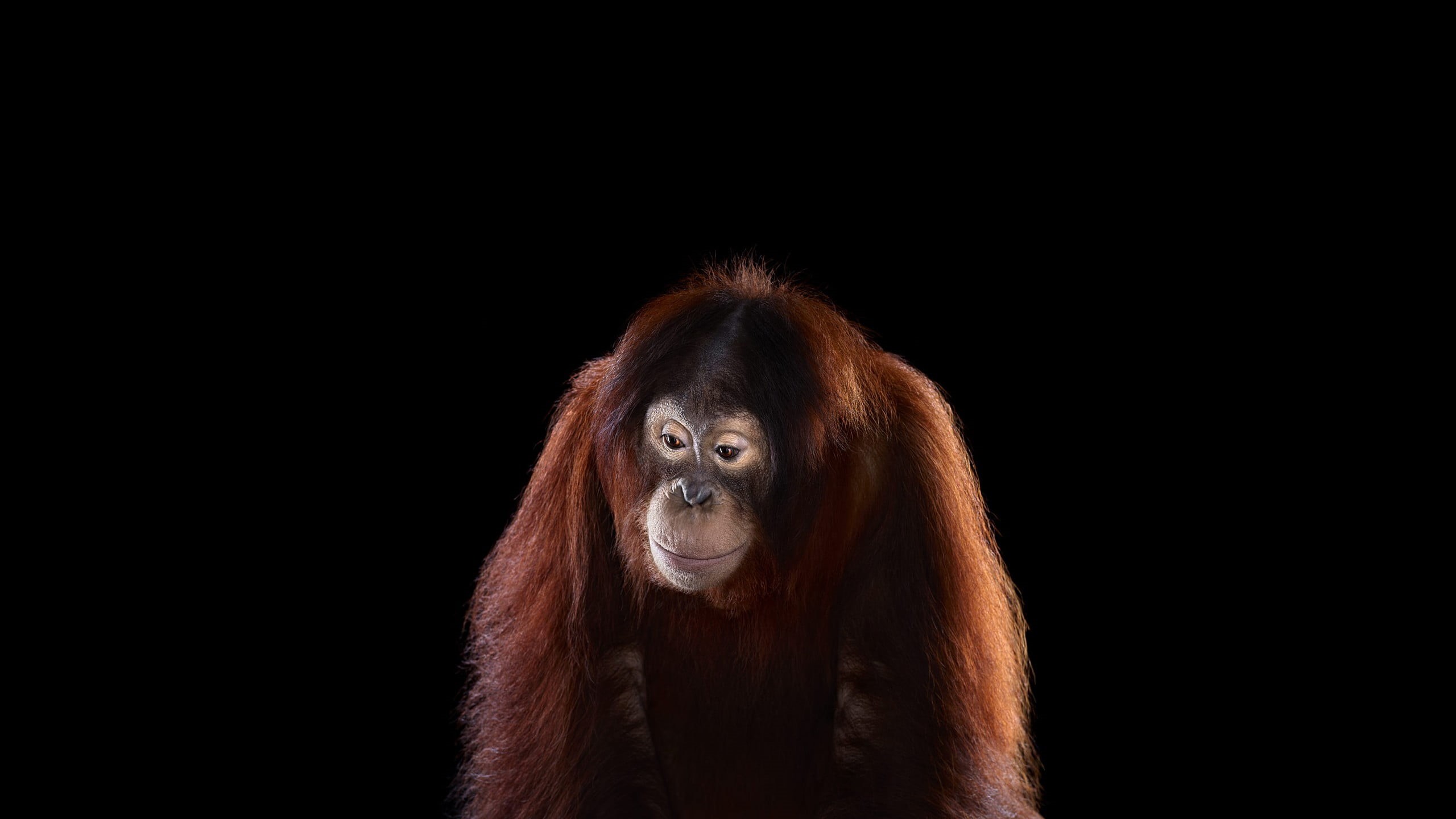 black background, animals in the wild, studio shot, 2K, brown, one animal, copy space, vertebrate, portrait, animal wildlife, animal, animal head, mammals, HD Wallpaper