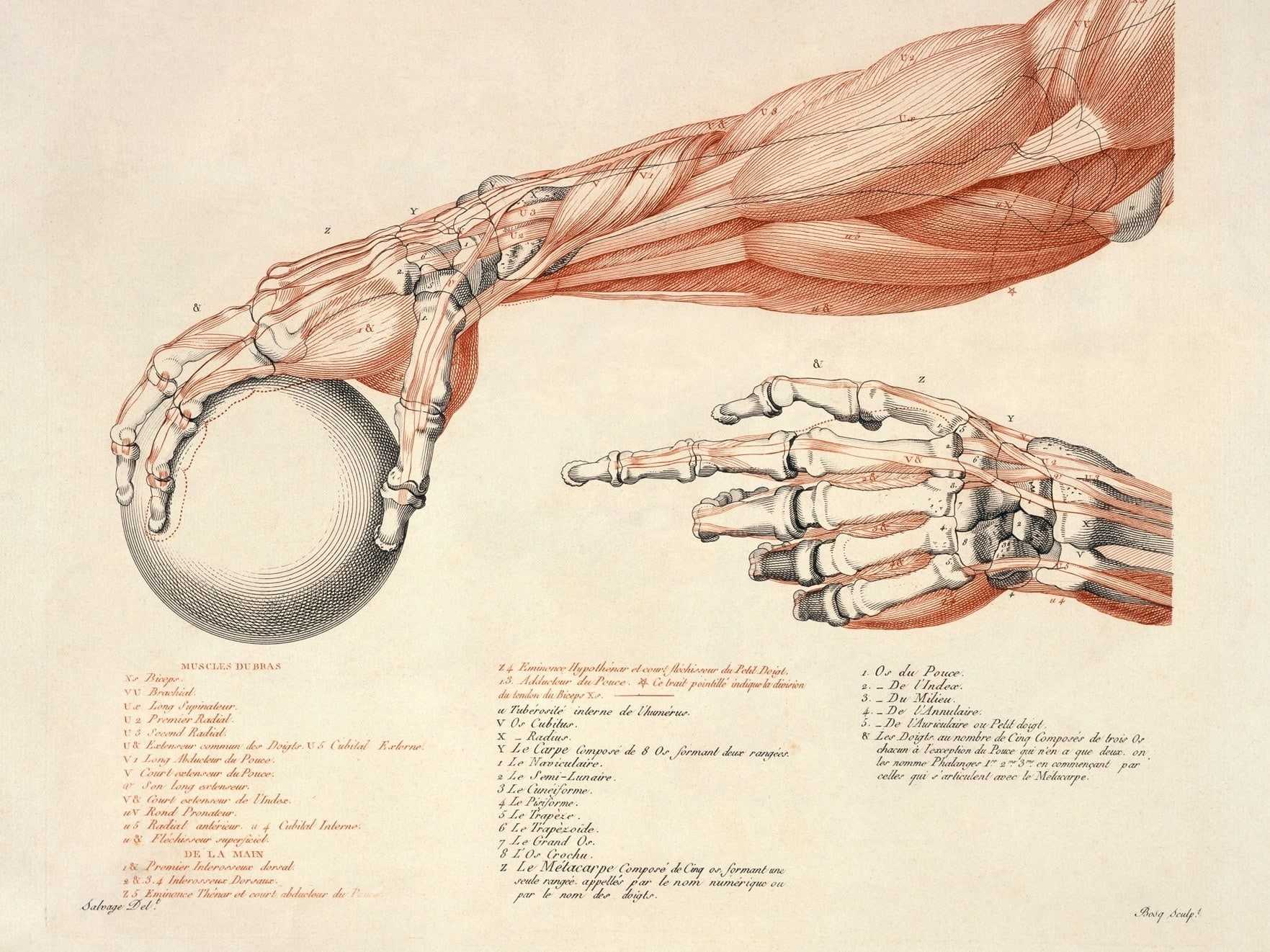 anatomy, 720P, HD Wallpaper