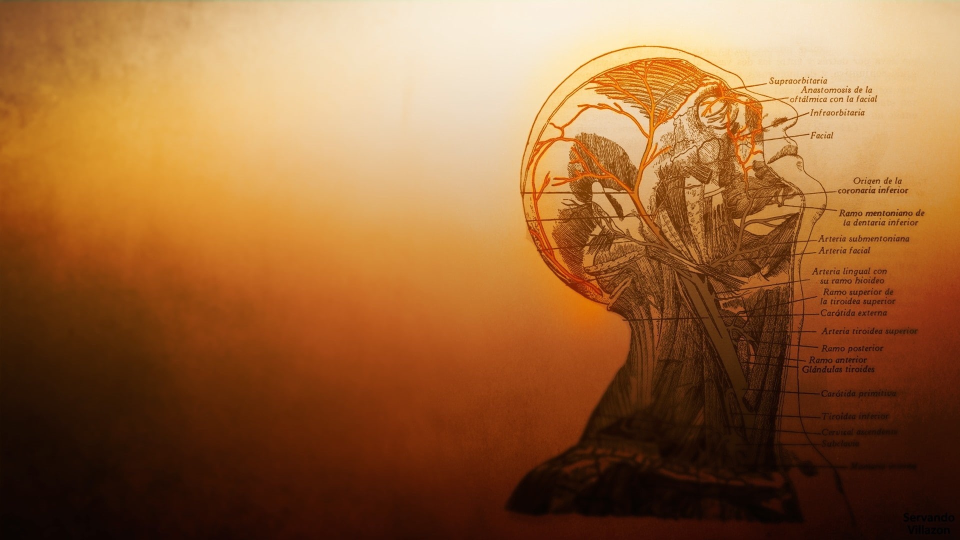 1080P, medicine, science, anatomy, HD Wallpaper