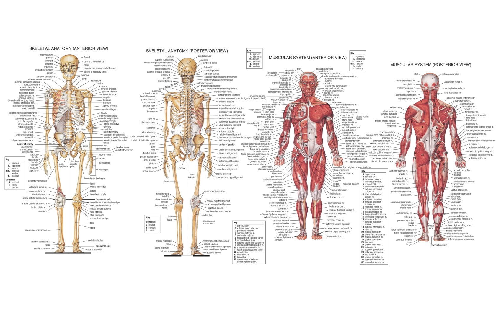 standing, representation, human representation, pattern, digital composite, people, creativity, male likeness, indoors, anatomy, diagram, men, education, HD Wallpaper