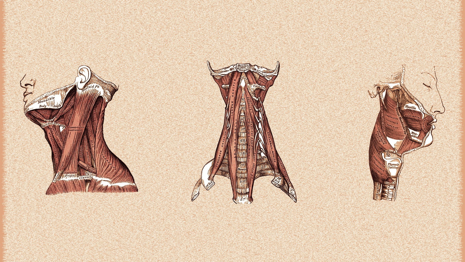 anatomy, medicine, muscles, 1080P, HD Wallpaper