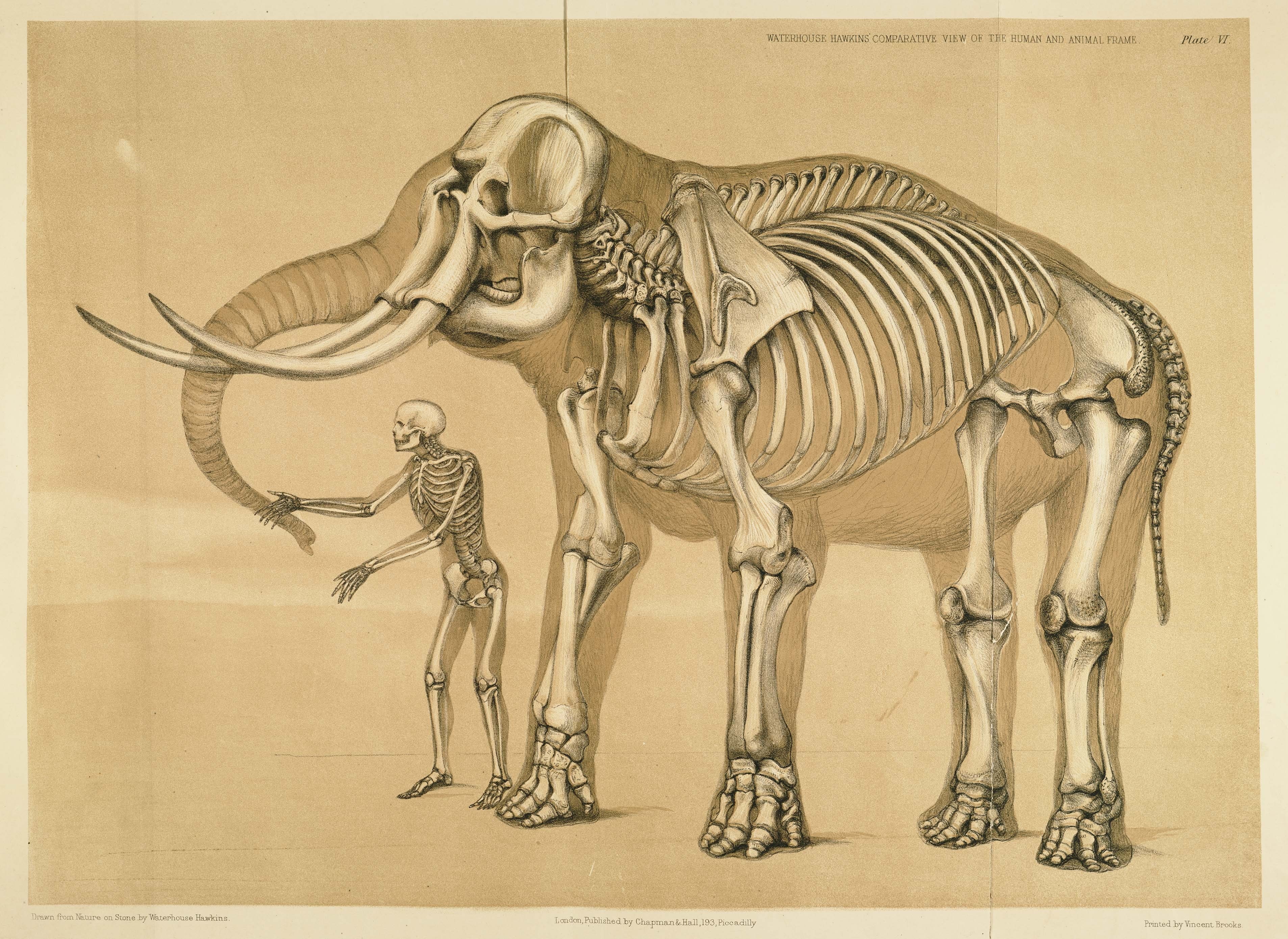 anatomy, 2K, HD Wallpaper