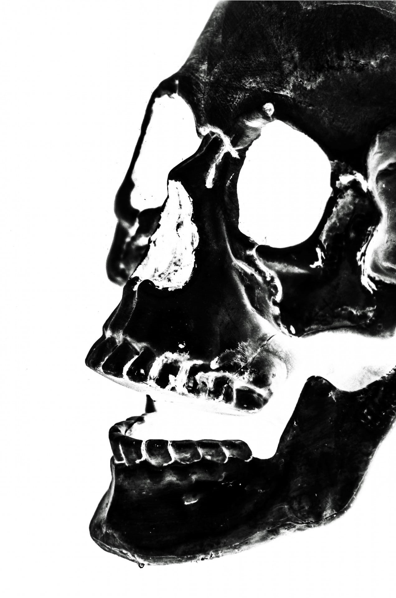 people, human skeleton, closeup, bone, photo, skeleton, no people, studio shot, dramatic, anatomy, art and craft, white background, human body part, mask, Phone HD Wallpaper