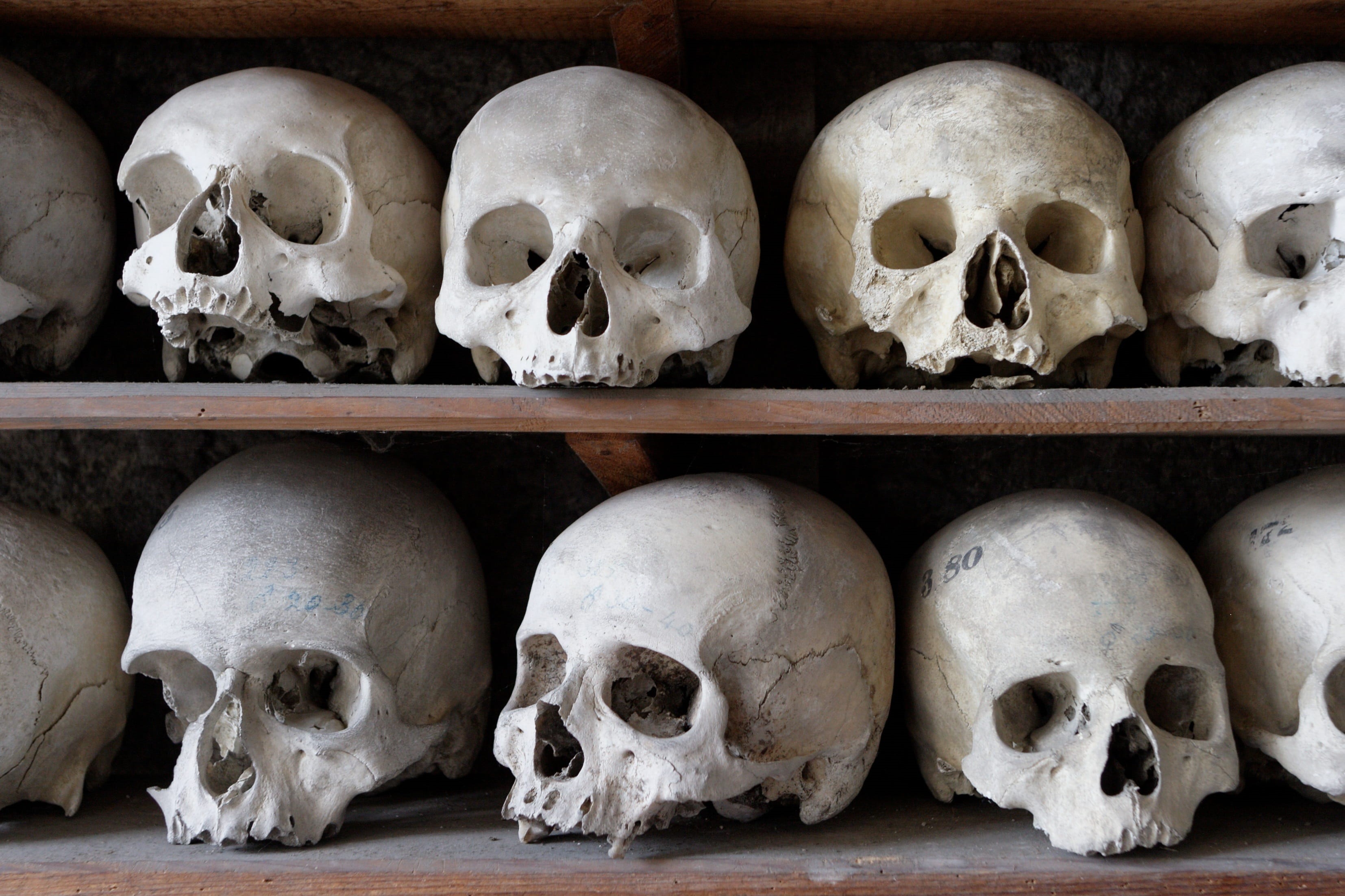 spooky, human skeleton, body part, ossuary, bone, 2K, still life, decors, human face, human bone, fear, frame, wooden, skull, horror, the past, white, HD Wallpaper