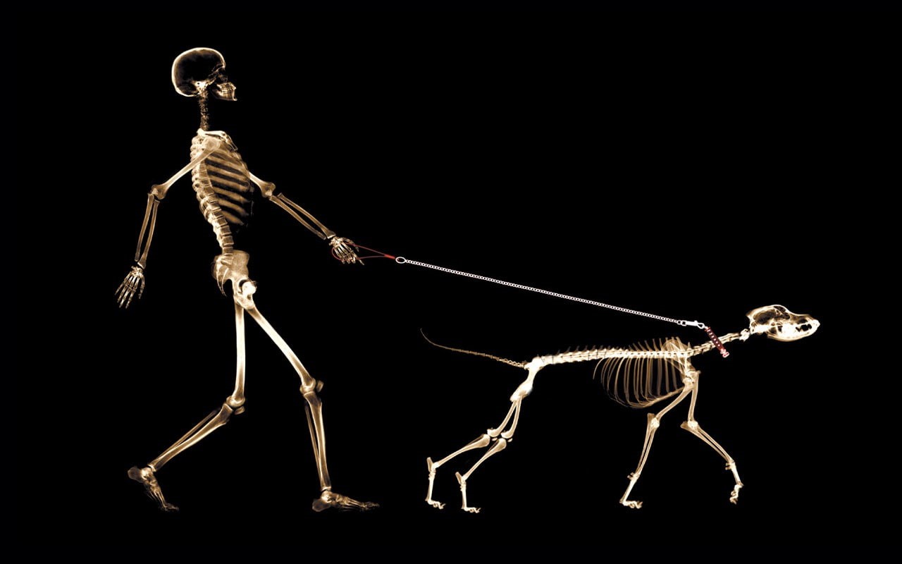 human representation, cut out, 720P, biology, black background, studio shot, dog, people, no people, skeleton, bone, indoors, x-rays, anatomy, human skeleton, HD Wallpaper